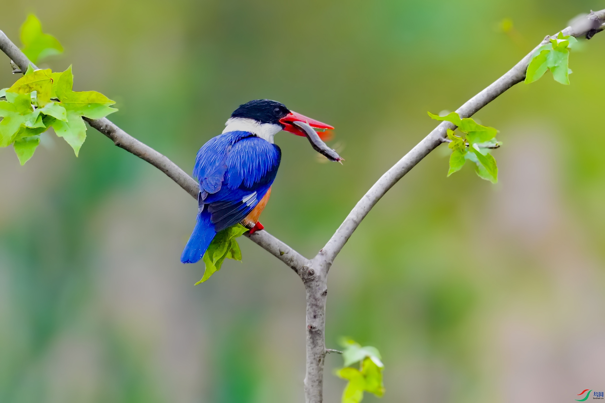 DSC06941 ����.jpg