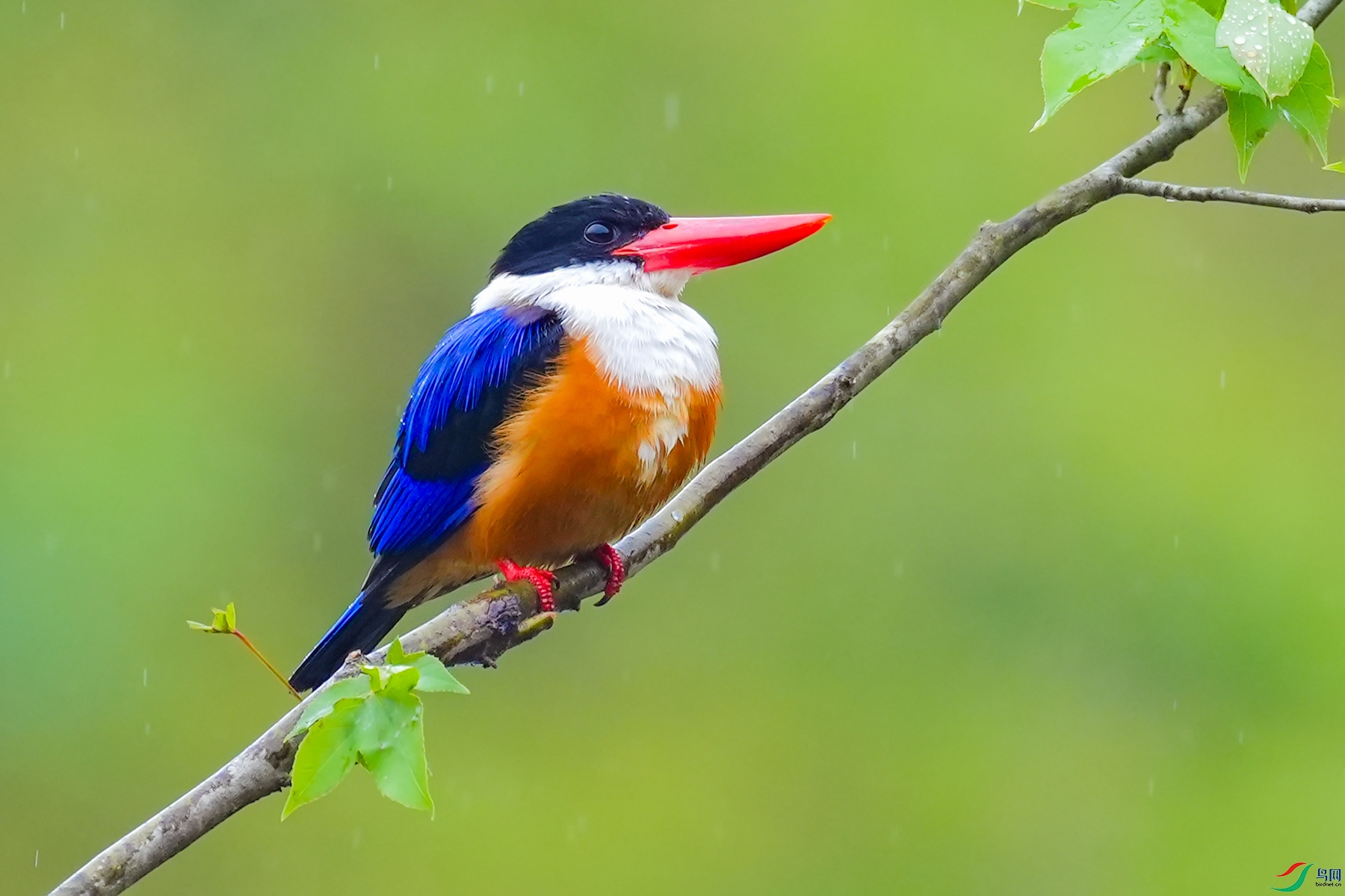 DSC06703 ����.jpg