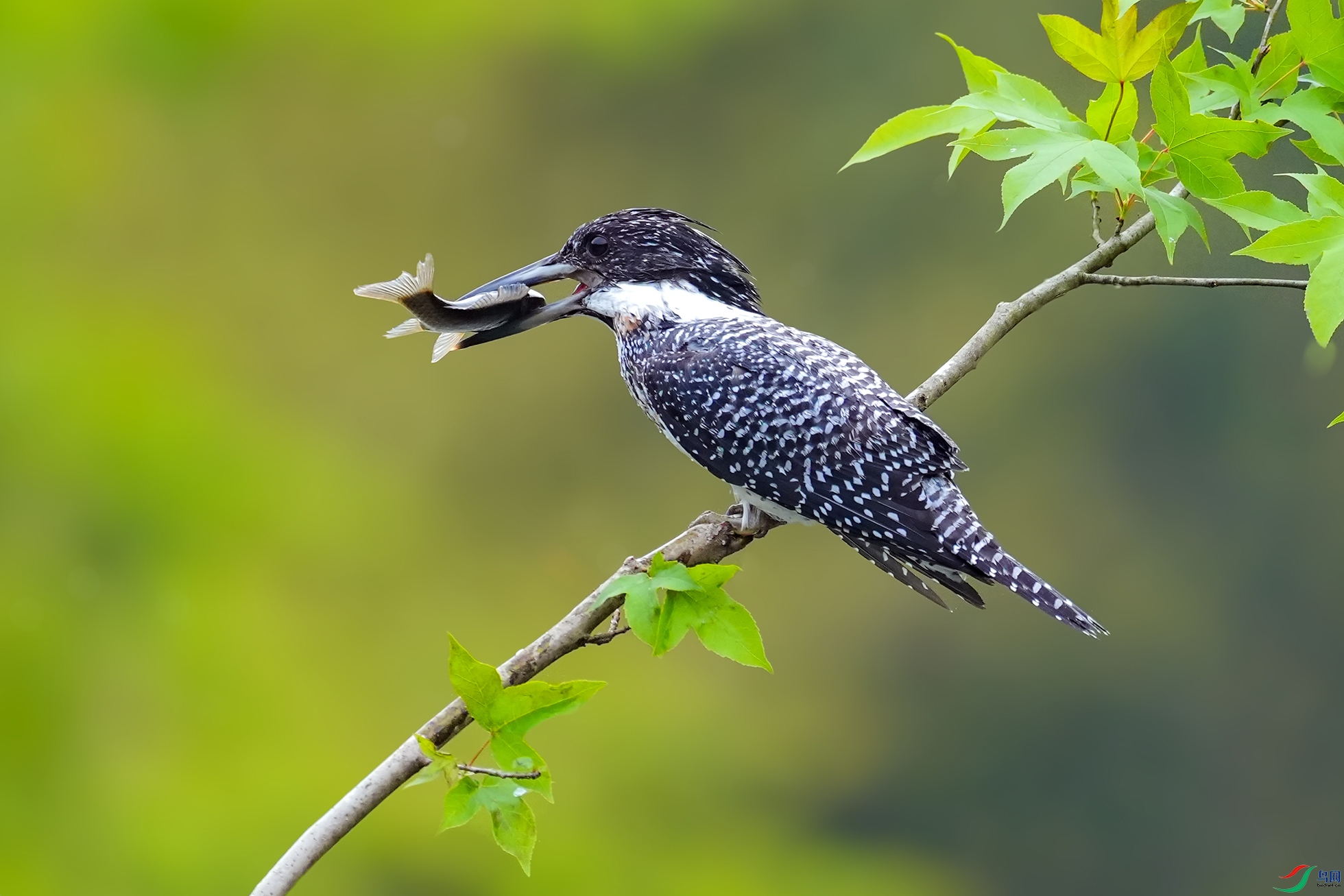 DSC07245 ����.jpg