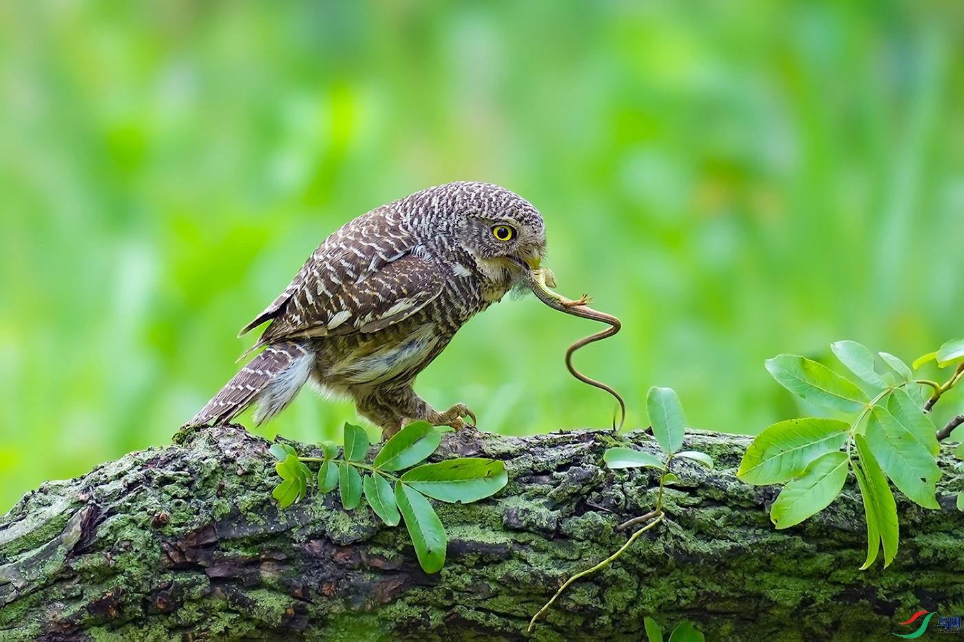 DSC07476 ����.jpg