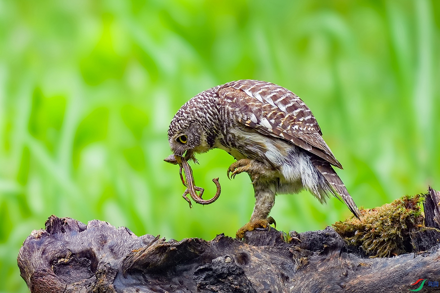 DSC06347 ����.jpg