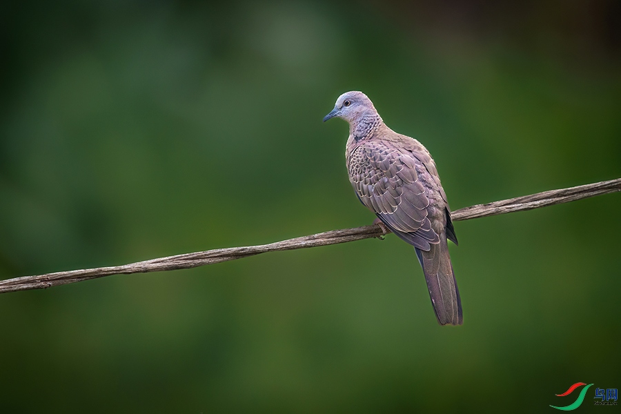 0R5A0253 ����.jpg