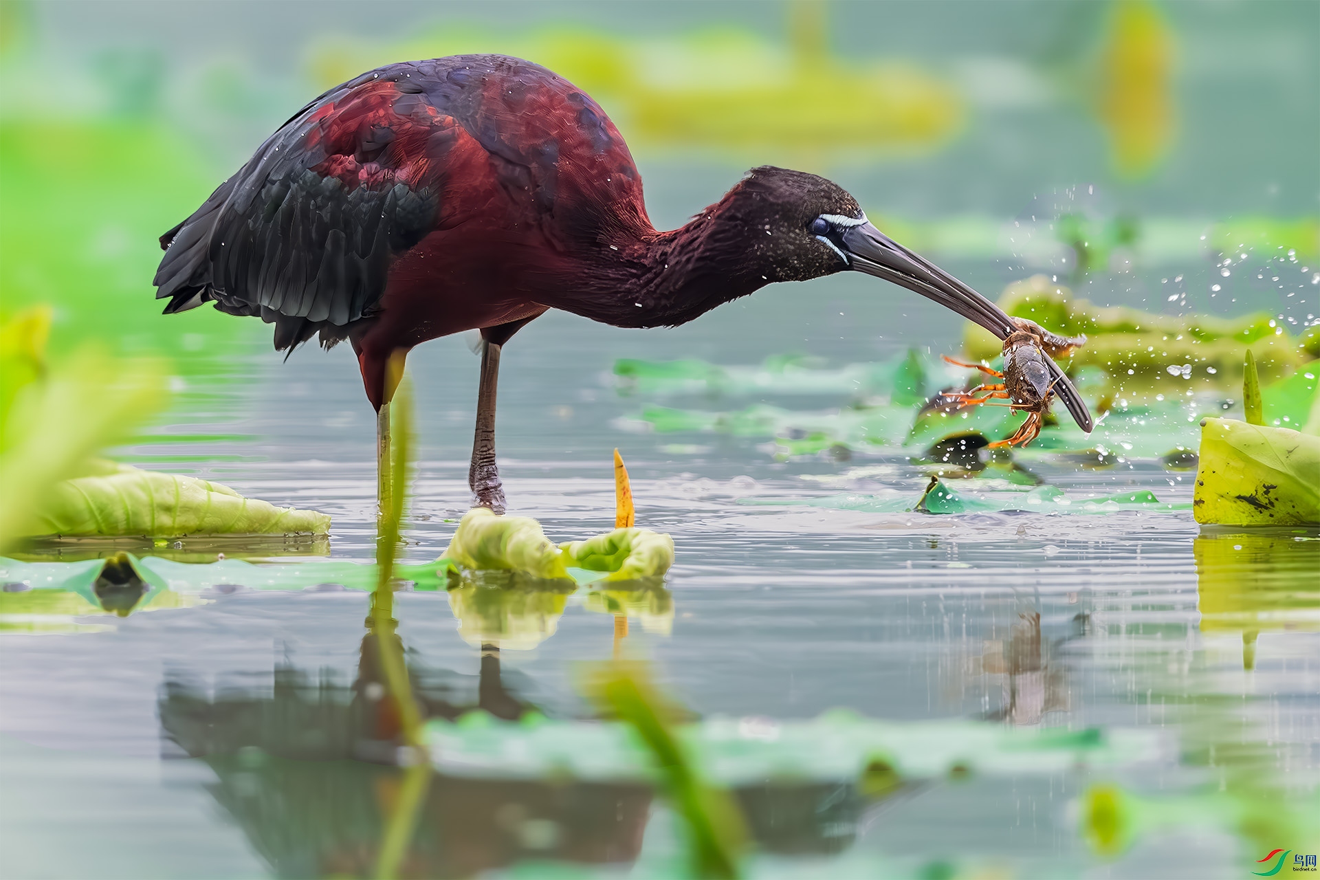 ���q����Ϻ