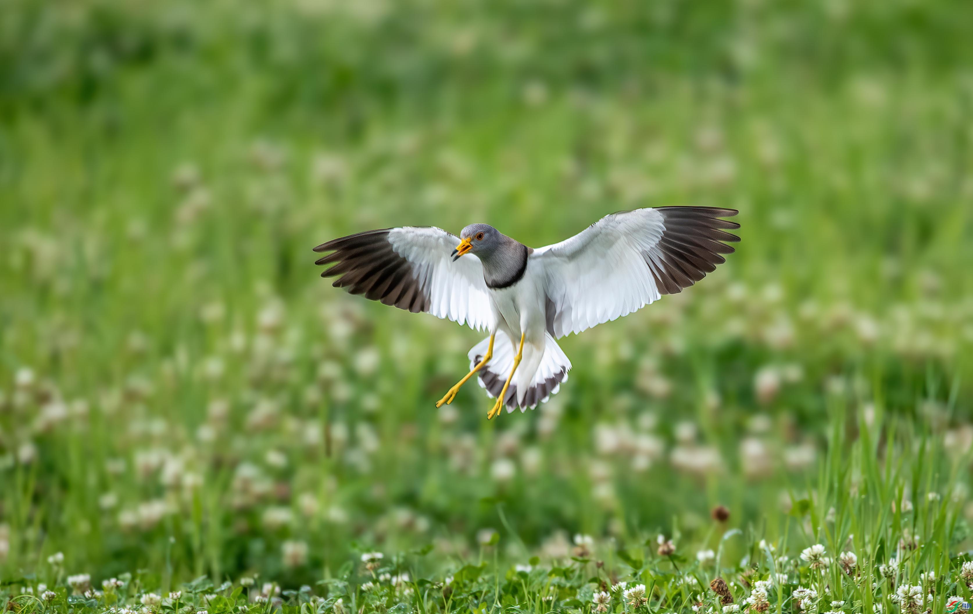 DSC_6082 ����.jpg