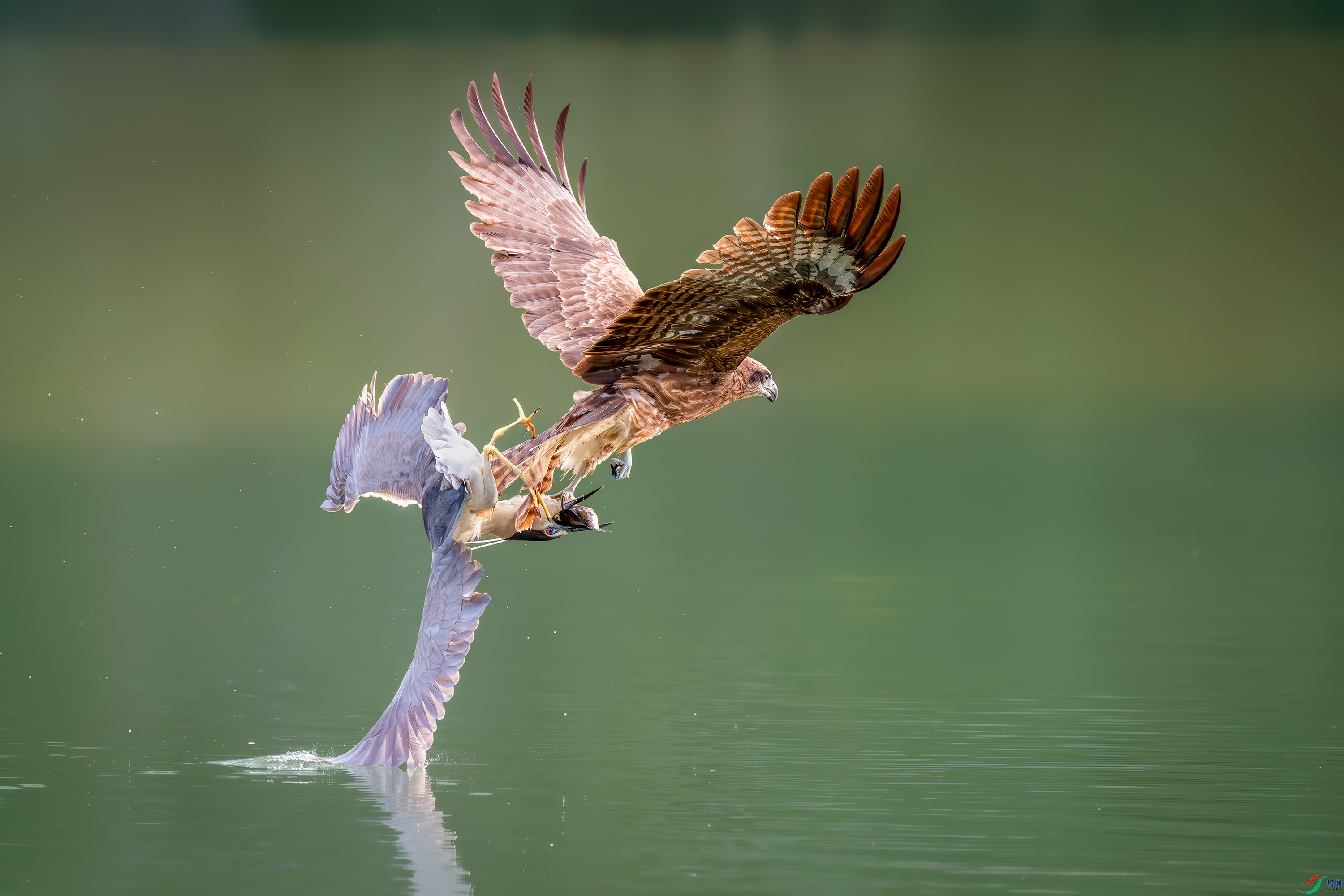 DSC_5624-����ǿ-NR.jpg