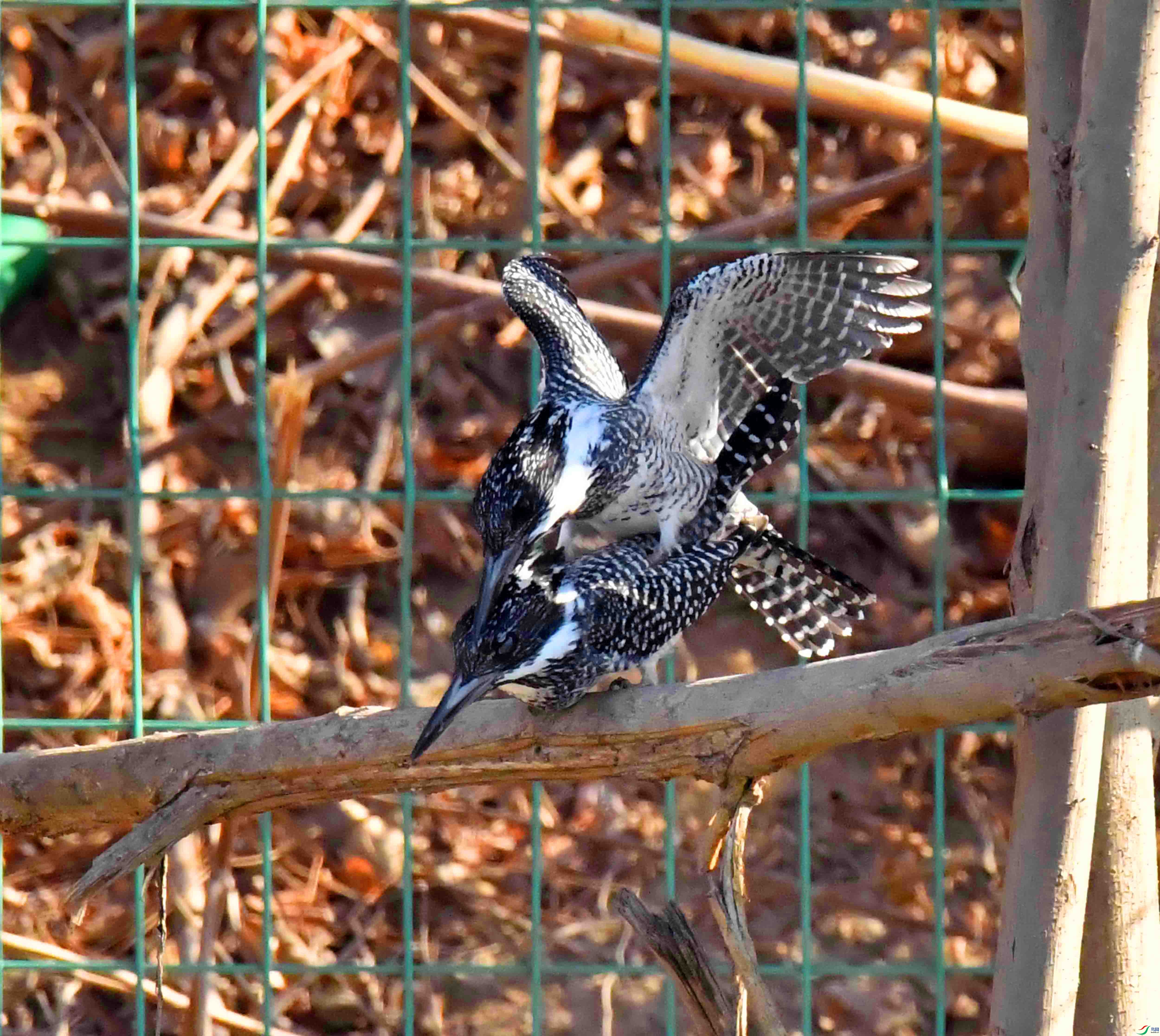 DSC_0173.JPG