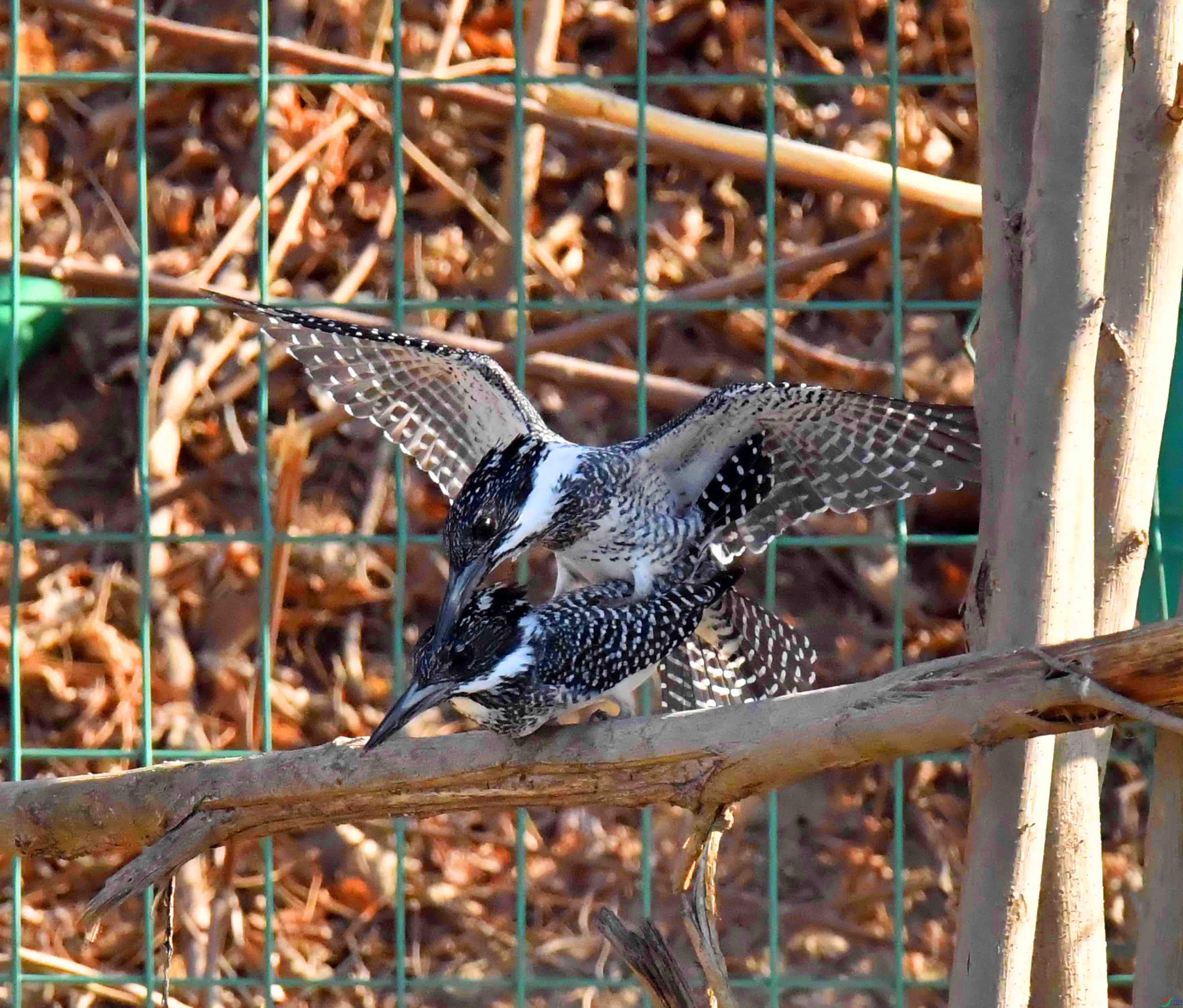 DSC_0175.JPG