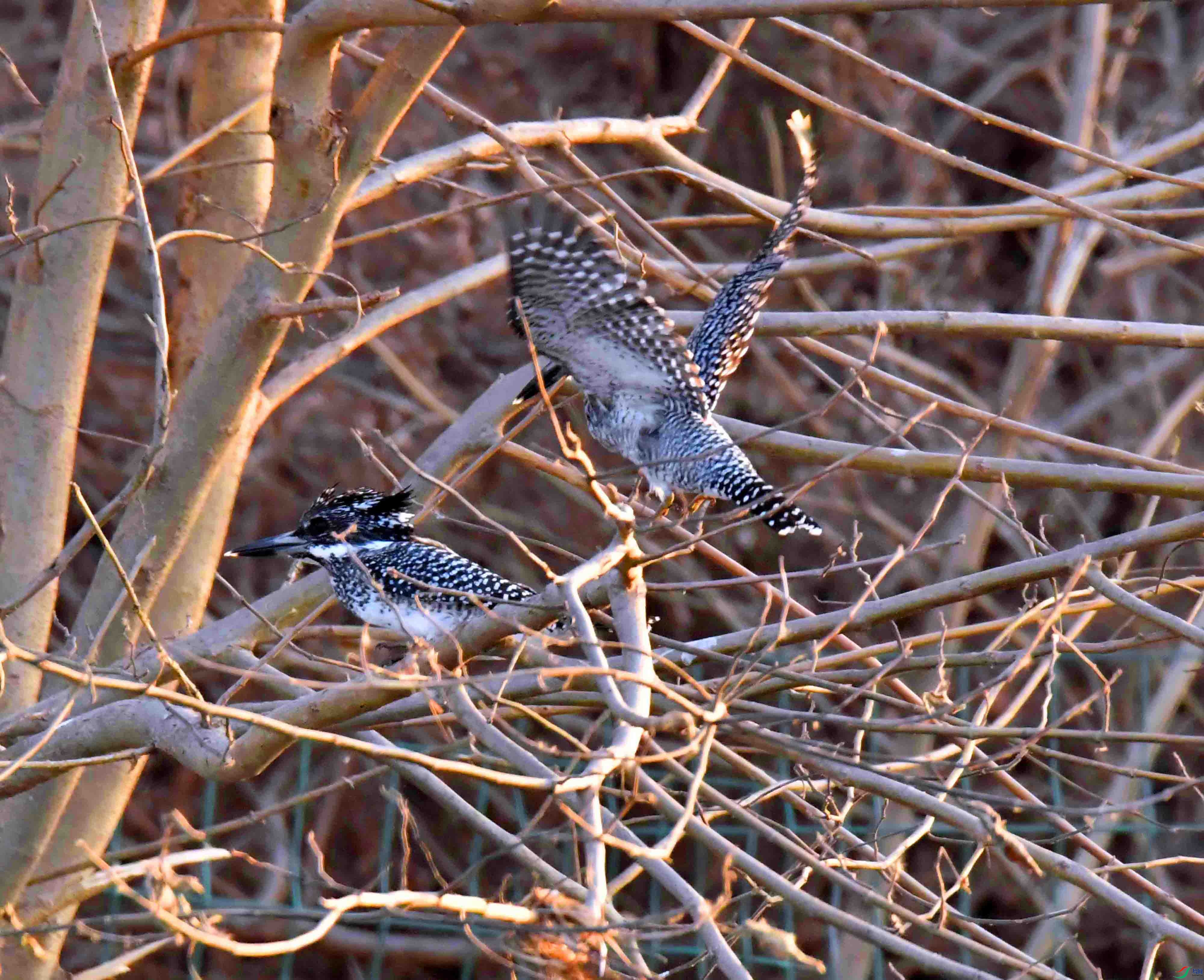 DSC_3457.JPG