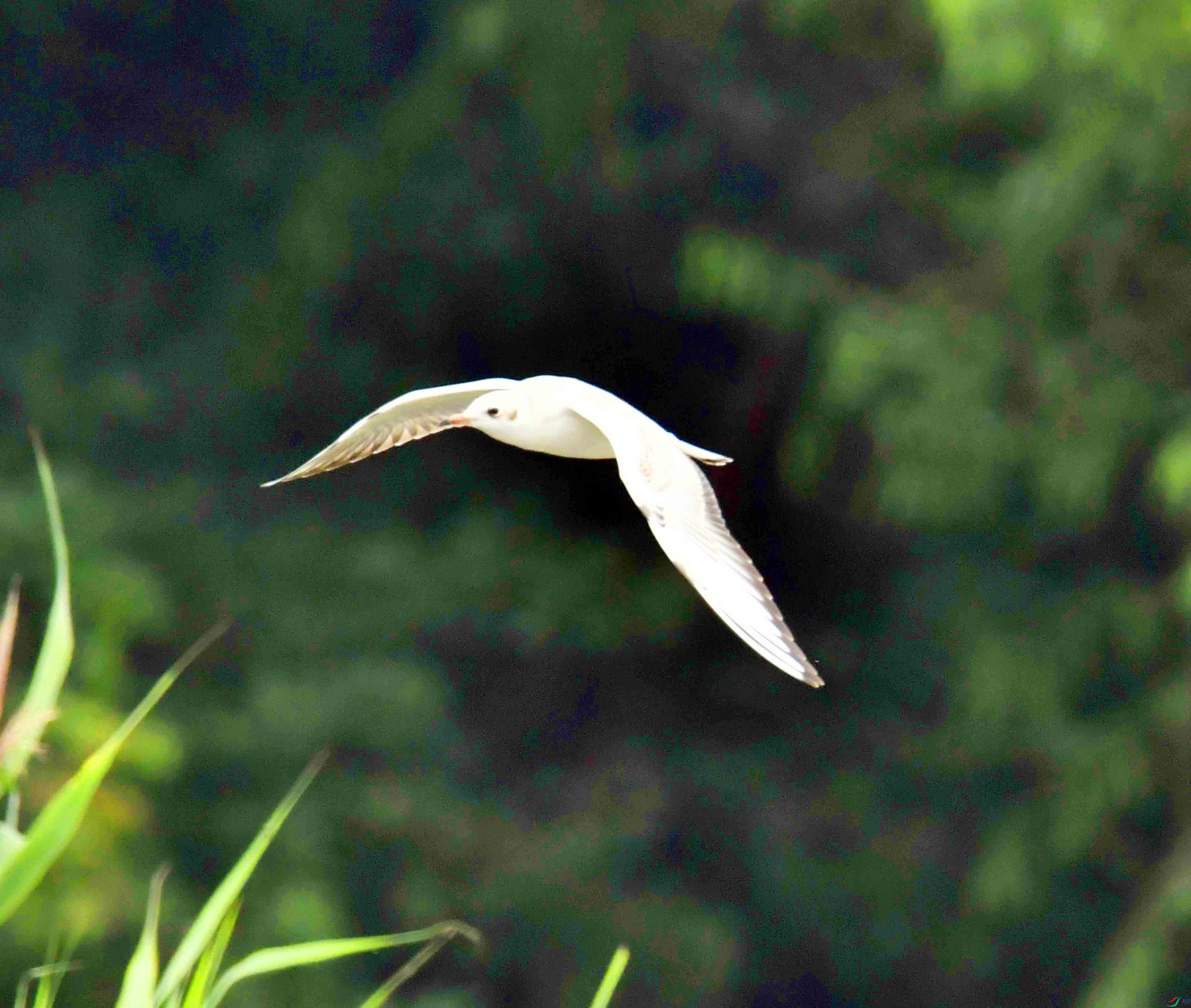 DSC_6895.JPG