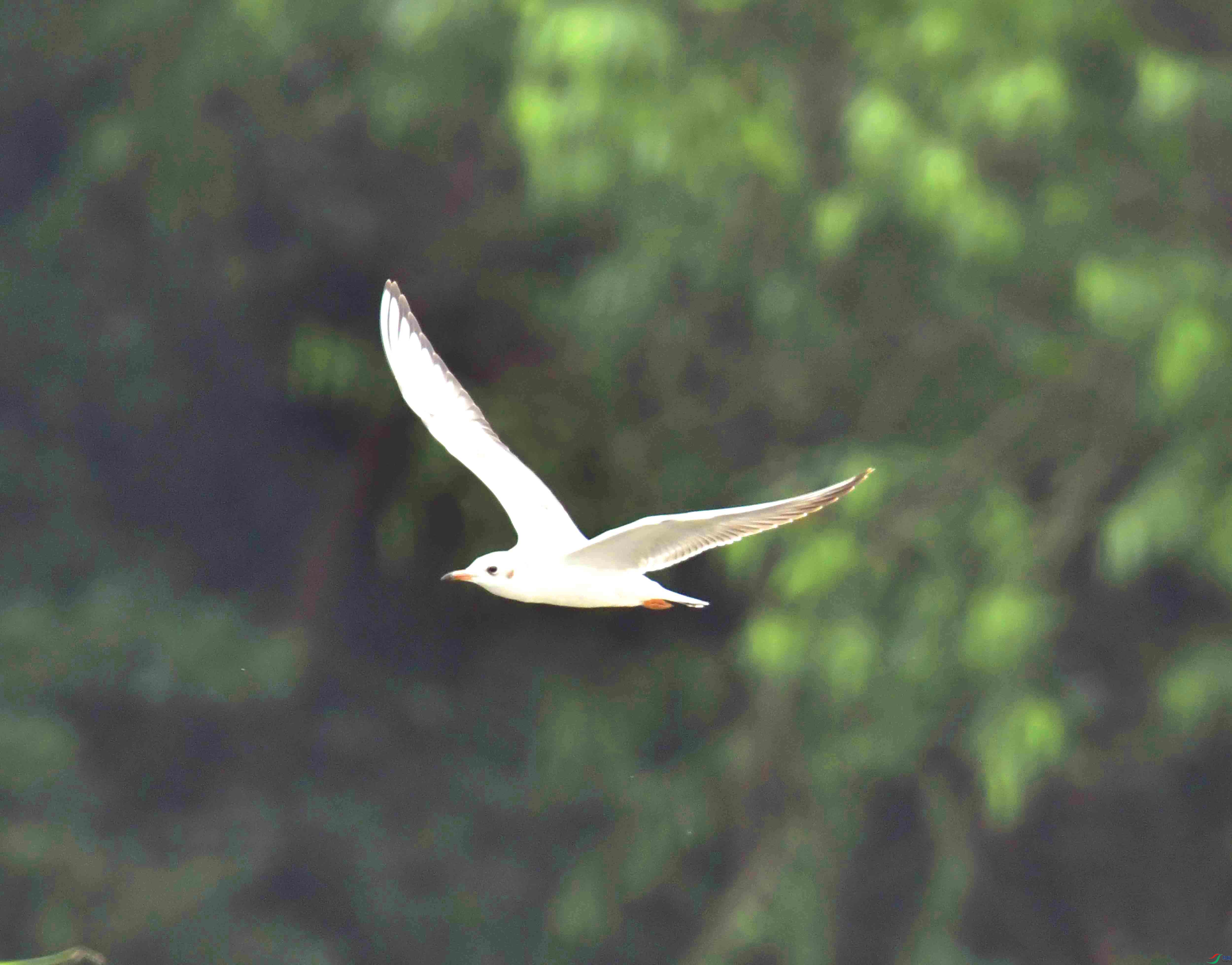 DSC_6894.JPG