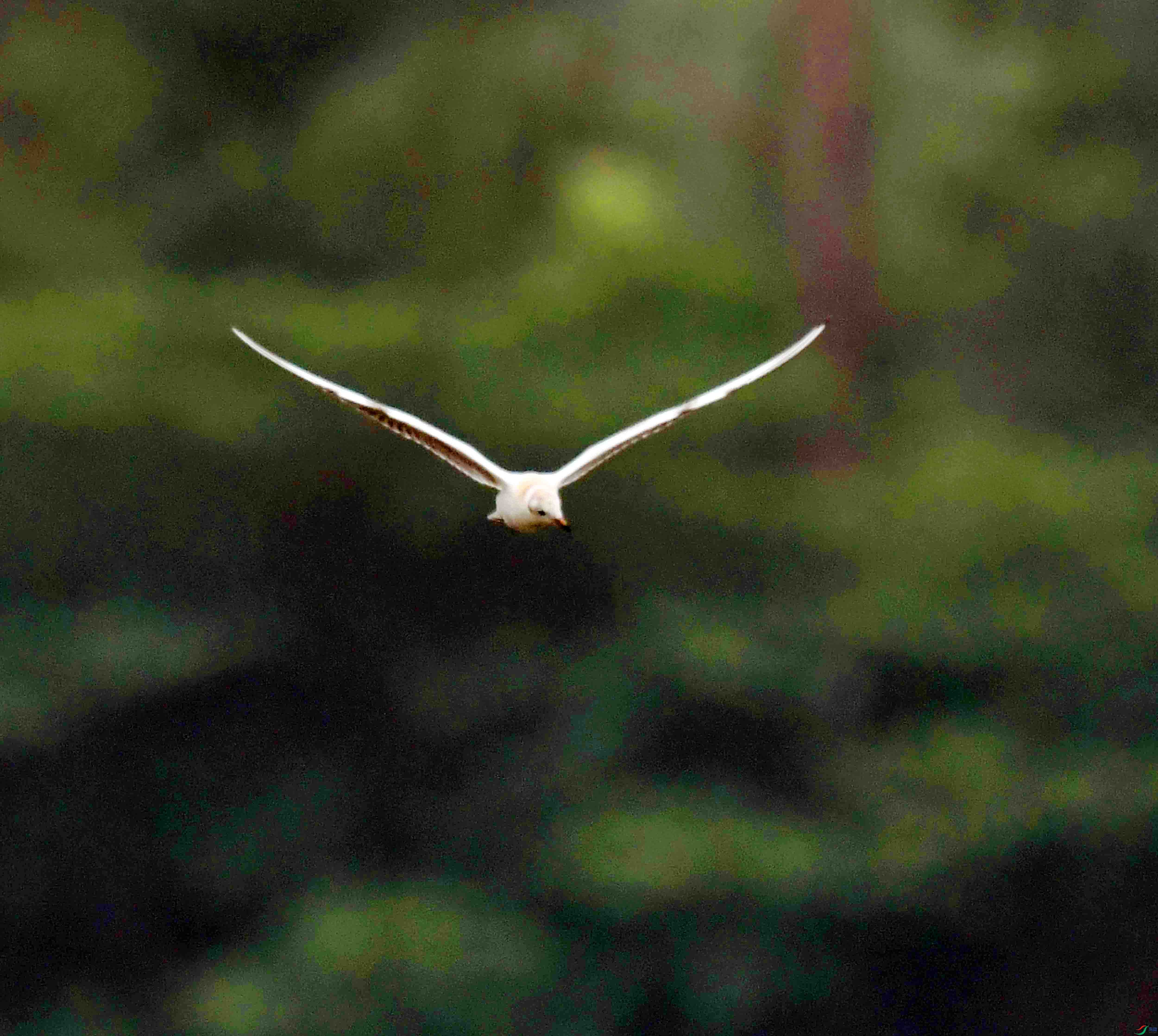 DSC_6988.JPG