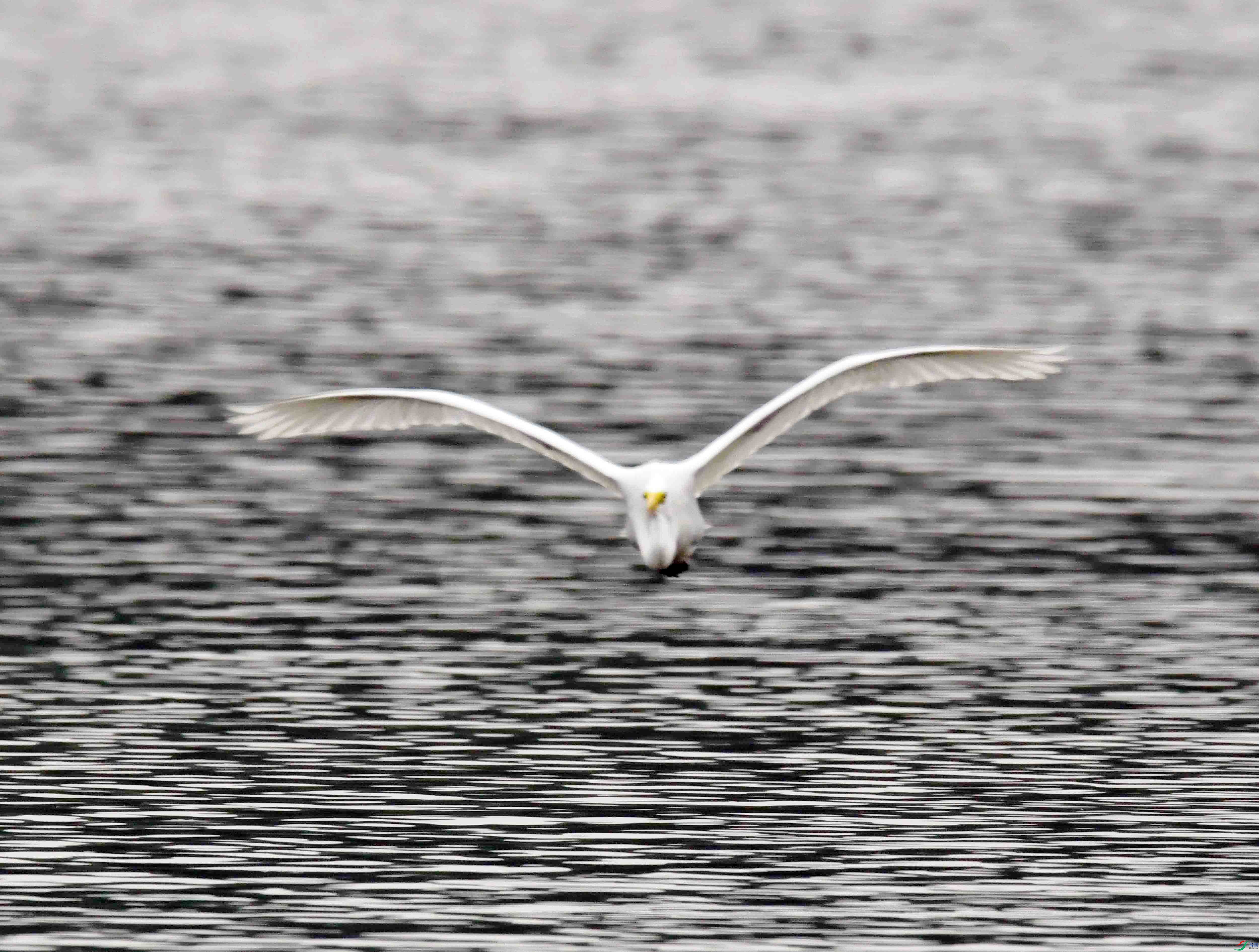 DSC_7007.JPG