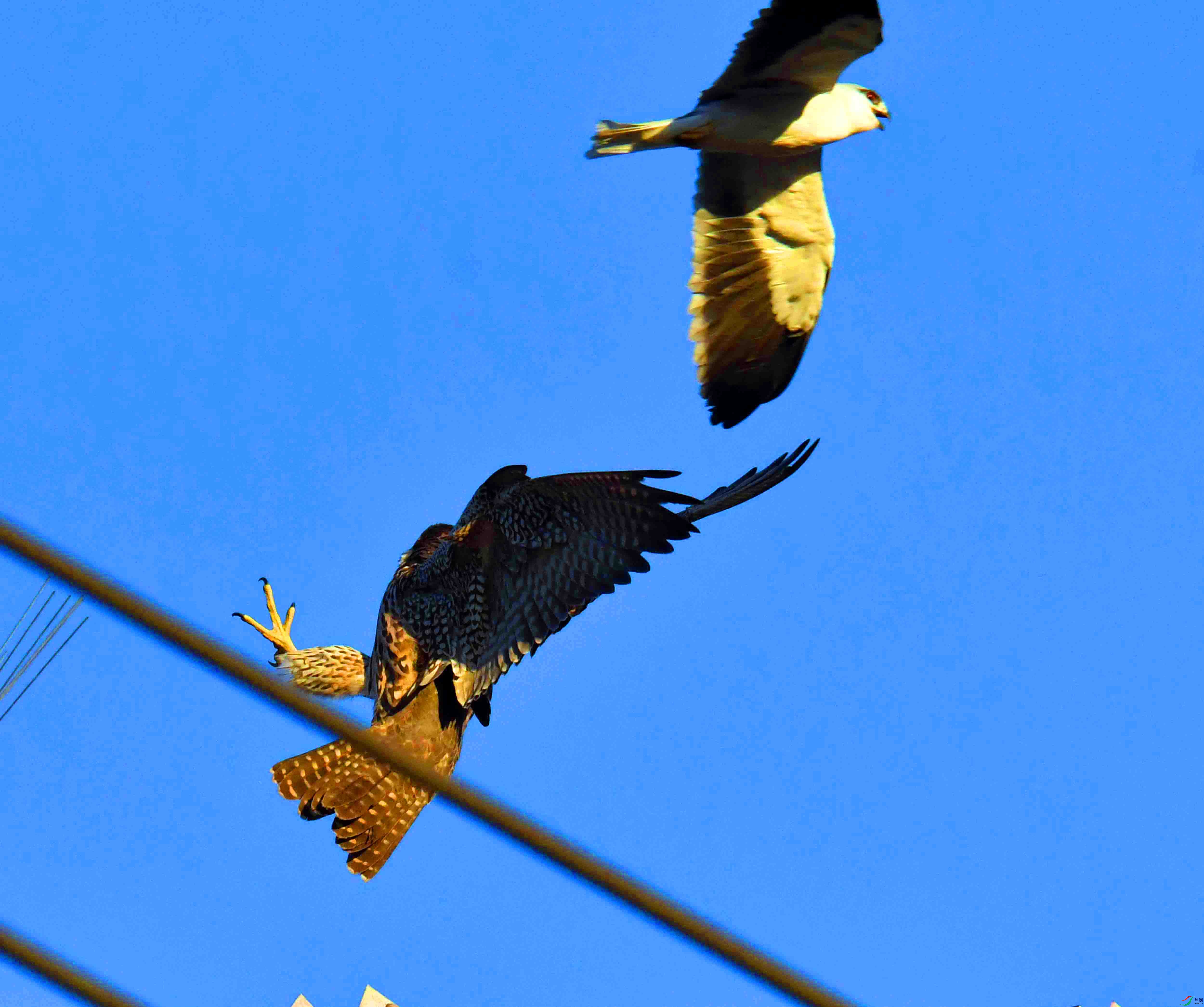 DSC_2264.JPG