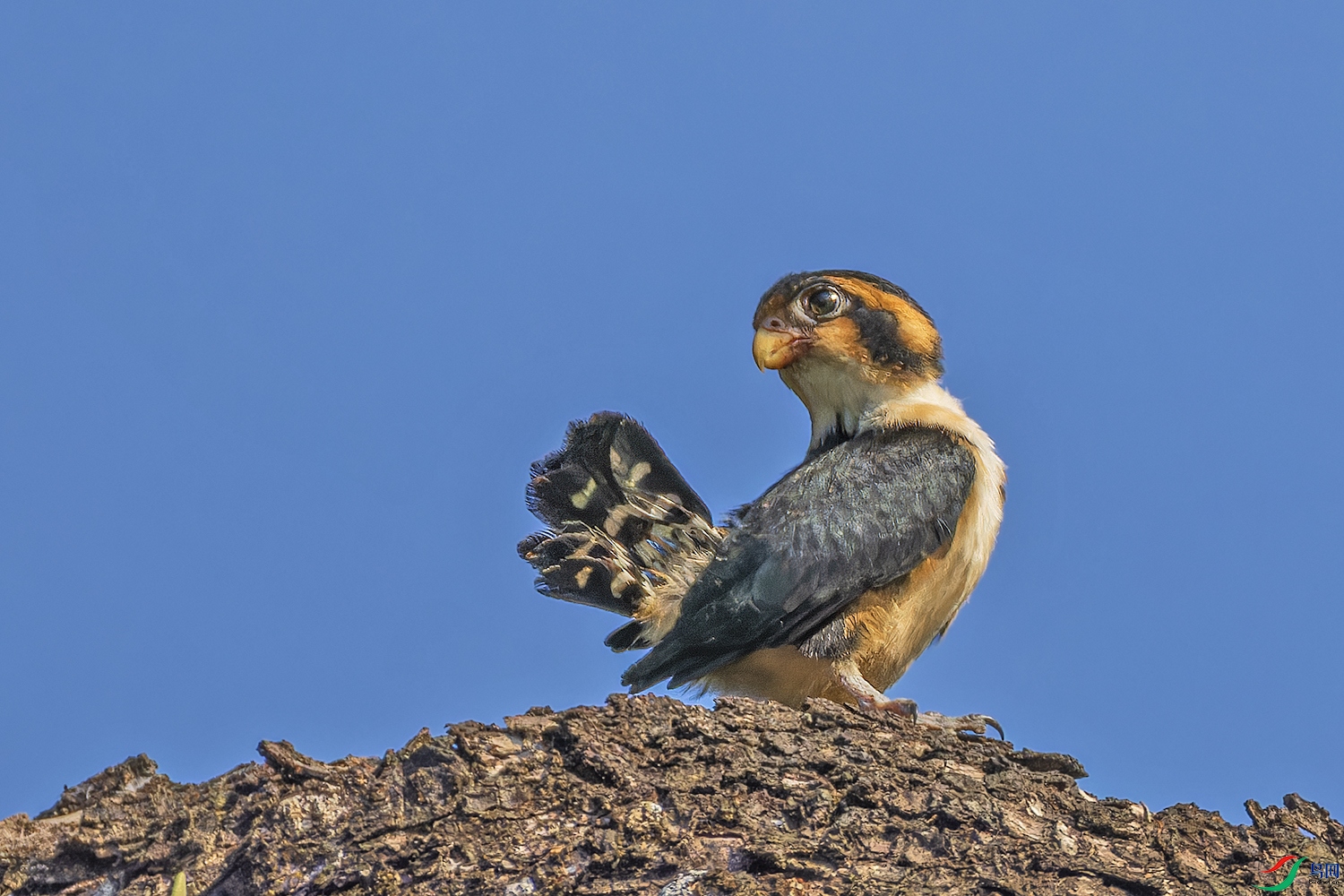 _97A8615-CR3 copy.jpg