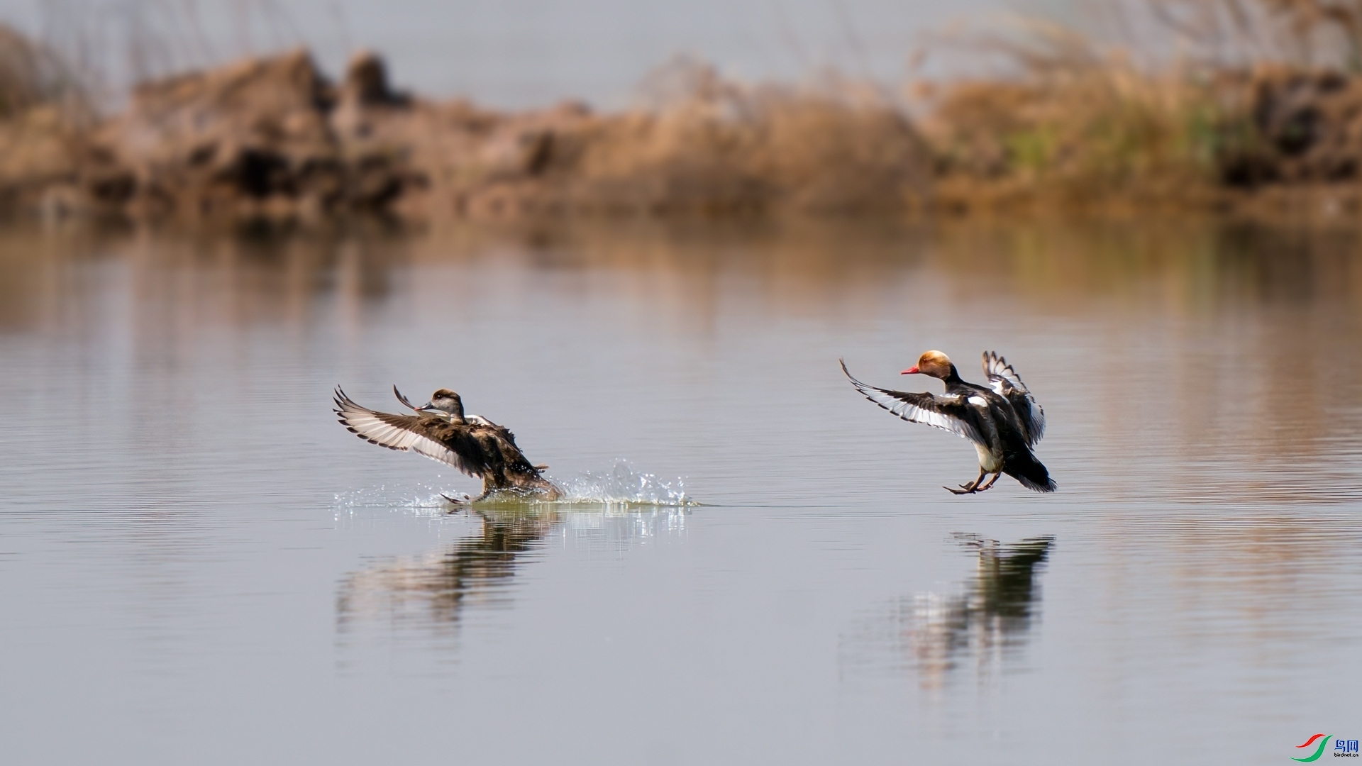 ˮ�ా����԰  ���� �������� �ܶ�.jpg