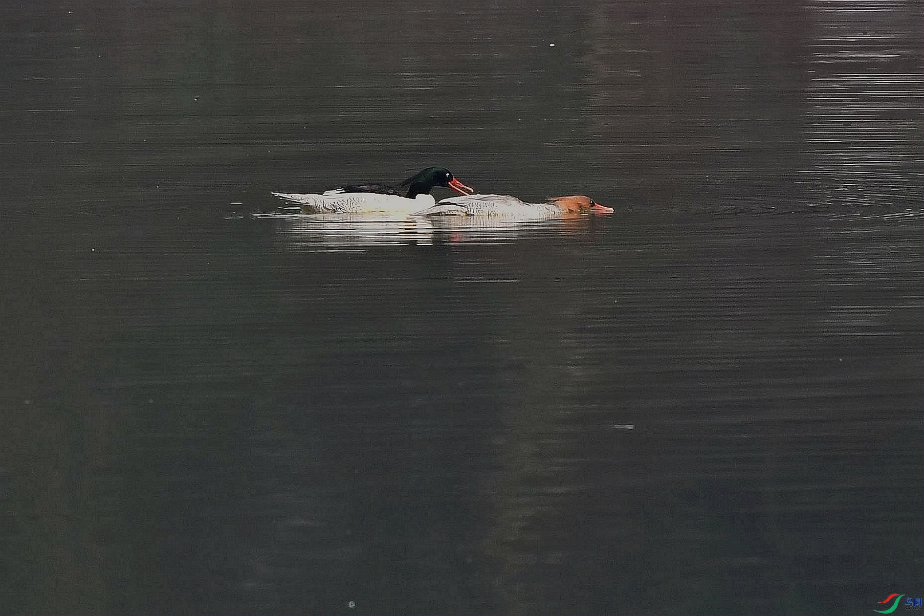 DSC_3590_����.jpg