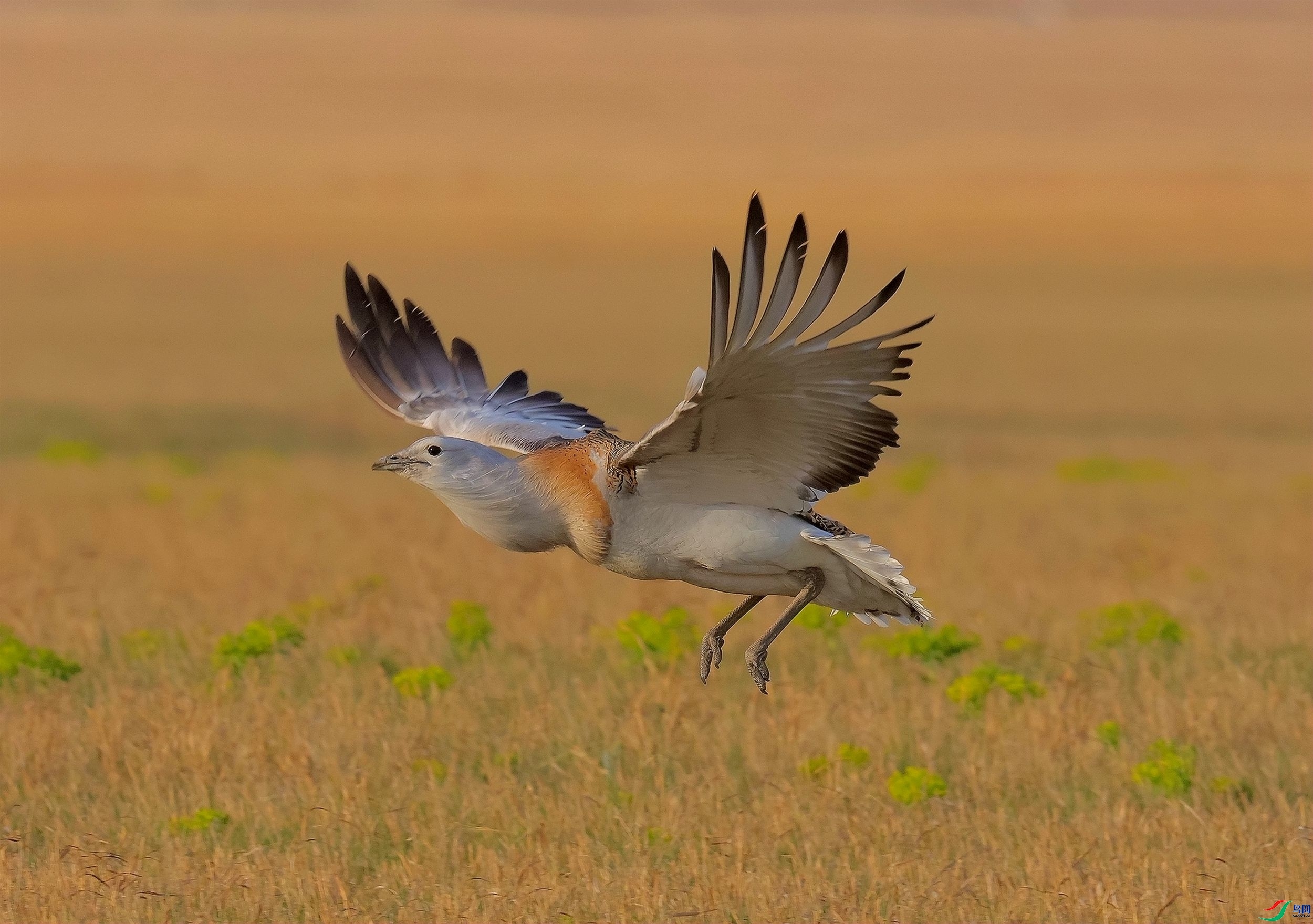 ��ԭ��  ����  ɭ�֣����֣� ����.jpg