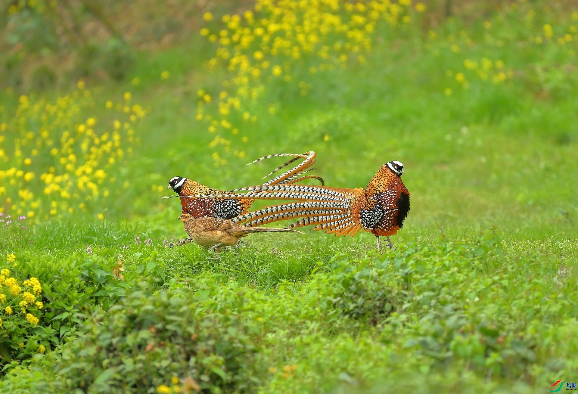 �׹ڳ�β����ż ���� 8341  ����.jpg