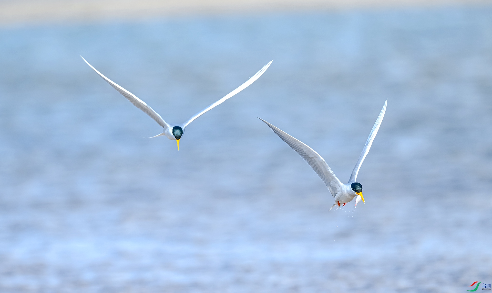 �������Ÿ