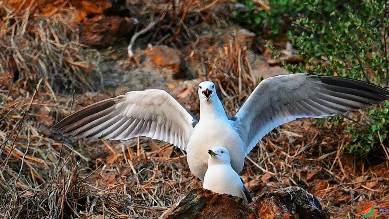 ��βŸ�İ������