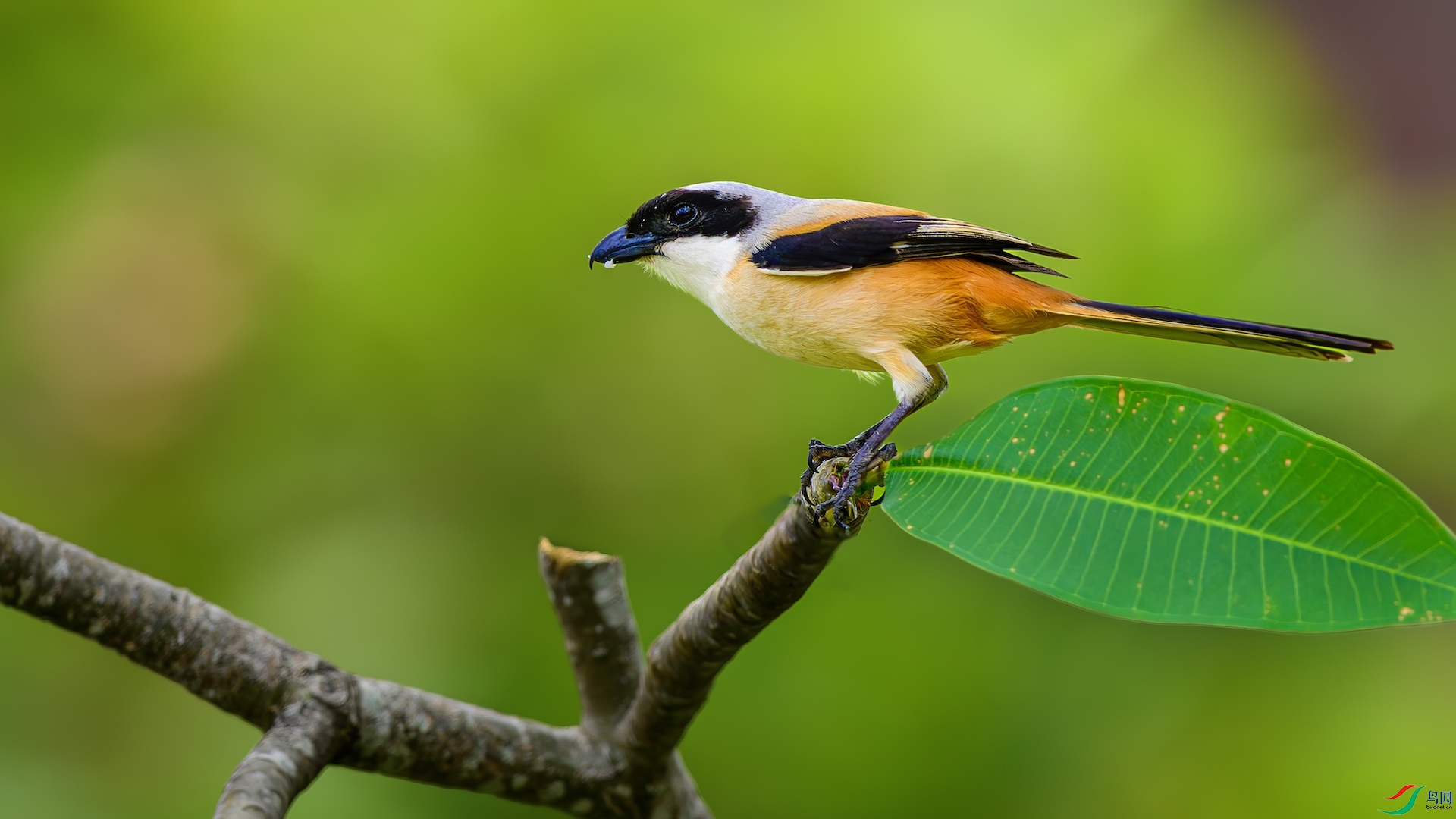 3_XXL3688-����ǿ-NR ����.jpeg