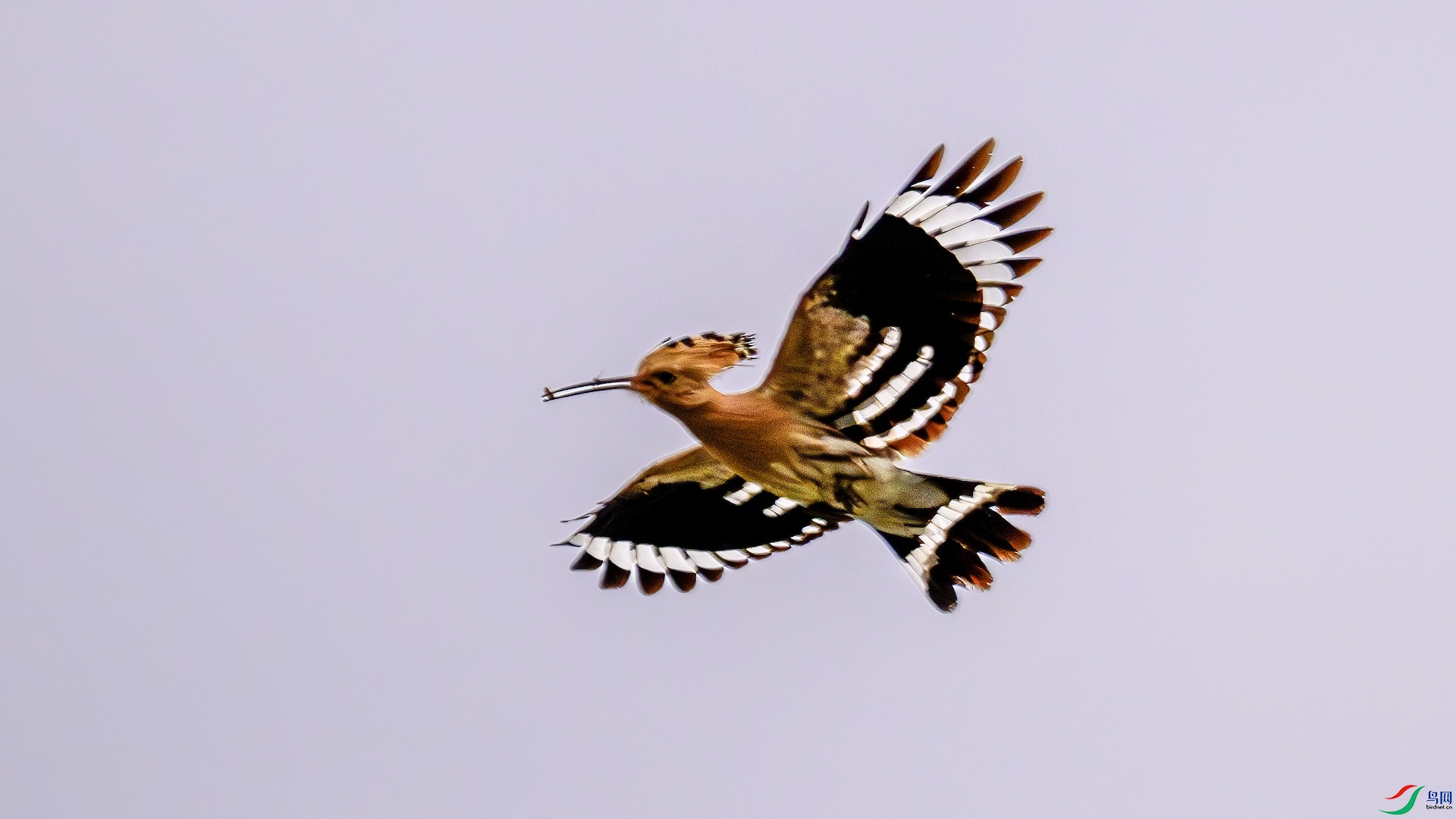 3_XXL5532-����ǿ-NR ���� 2.jpeg