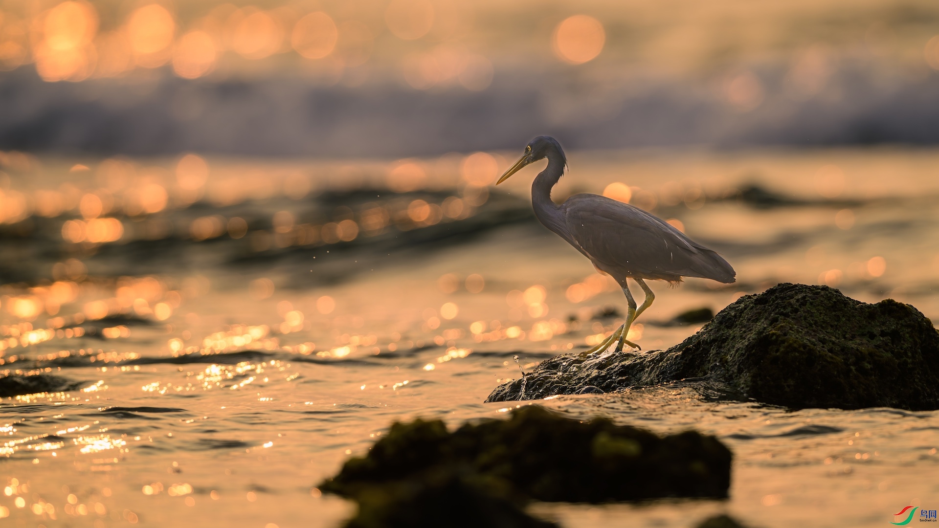 5_XXL8016-����ǿ-NR ����.jpeg