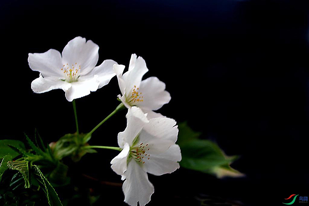 IMG_2462 ����.jpg