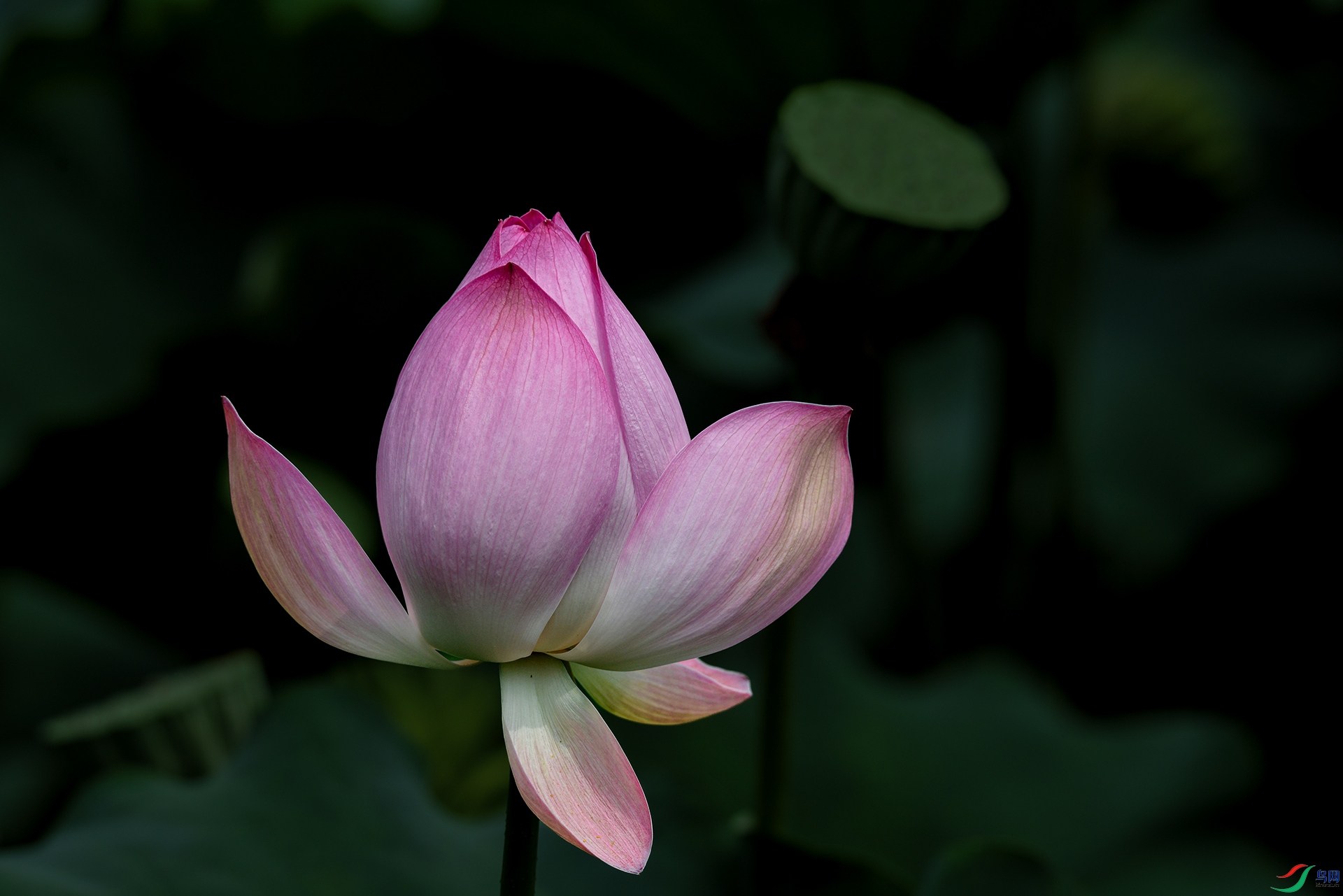 DSC_7889_DxO�ɻ�.jpg