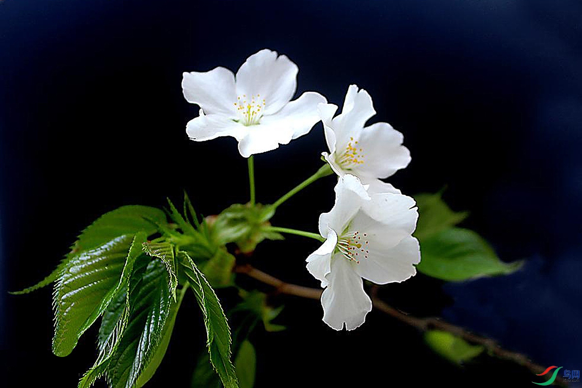 IMG_2463 ����.jpg