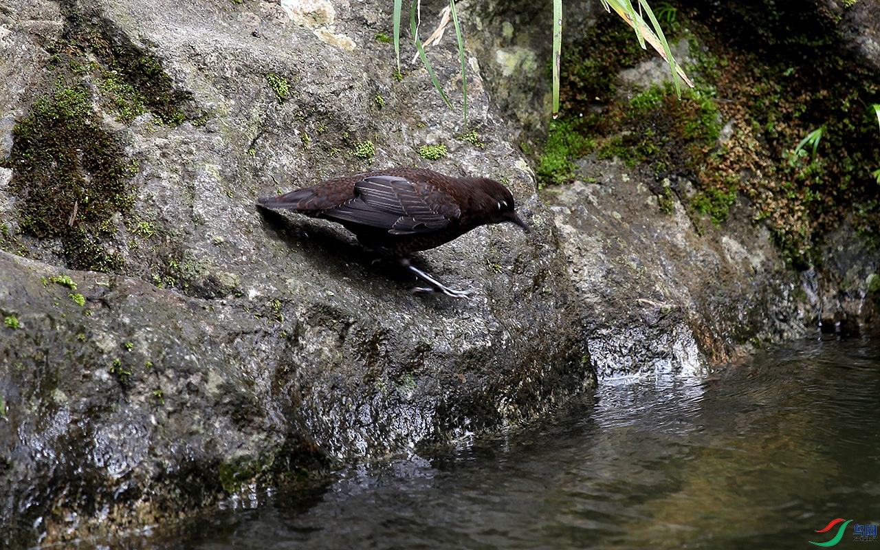bird01.jpg