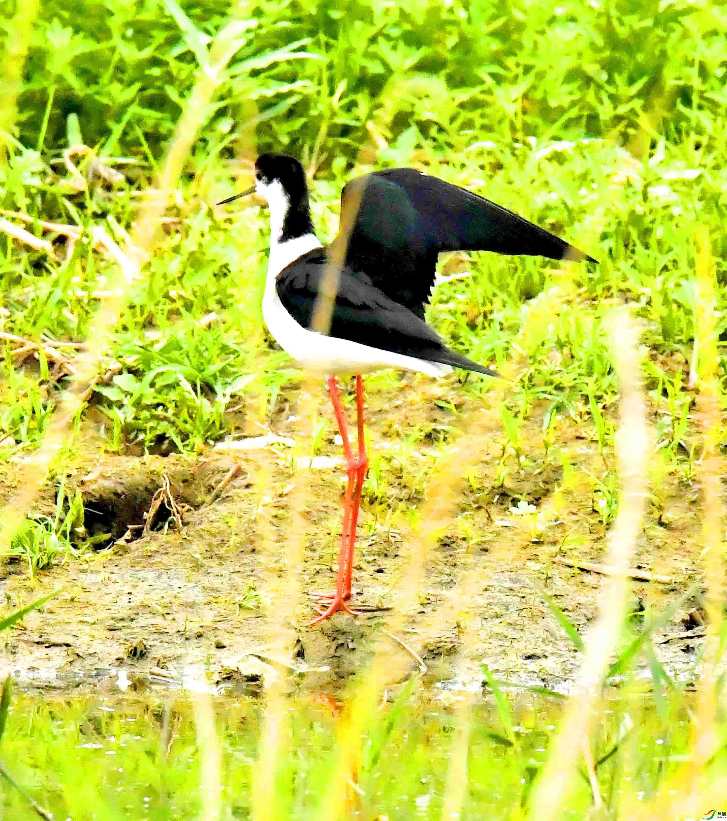 DSC_2379.JPG
