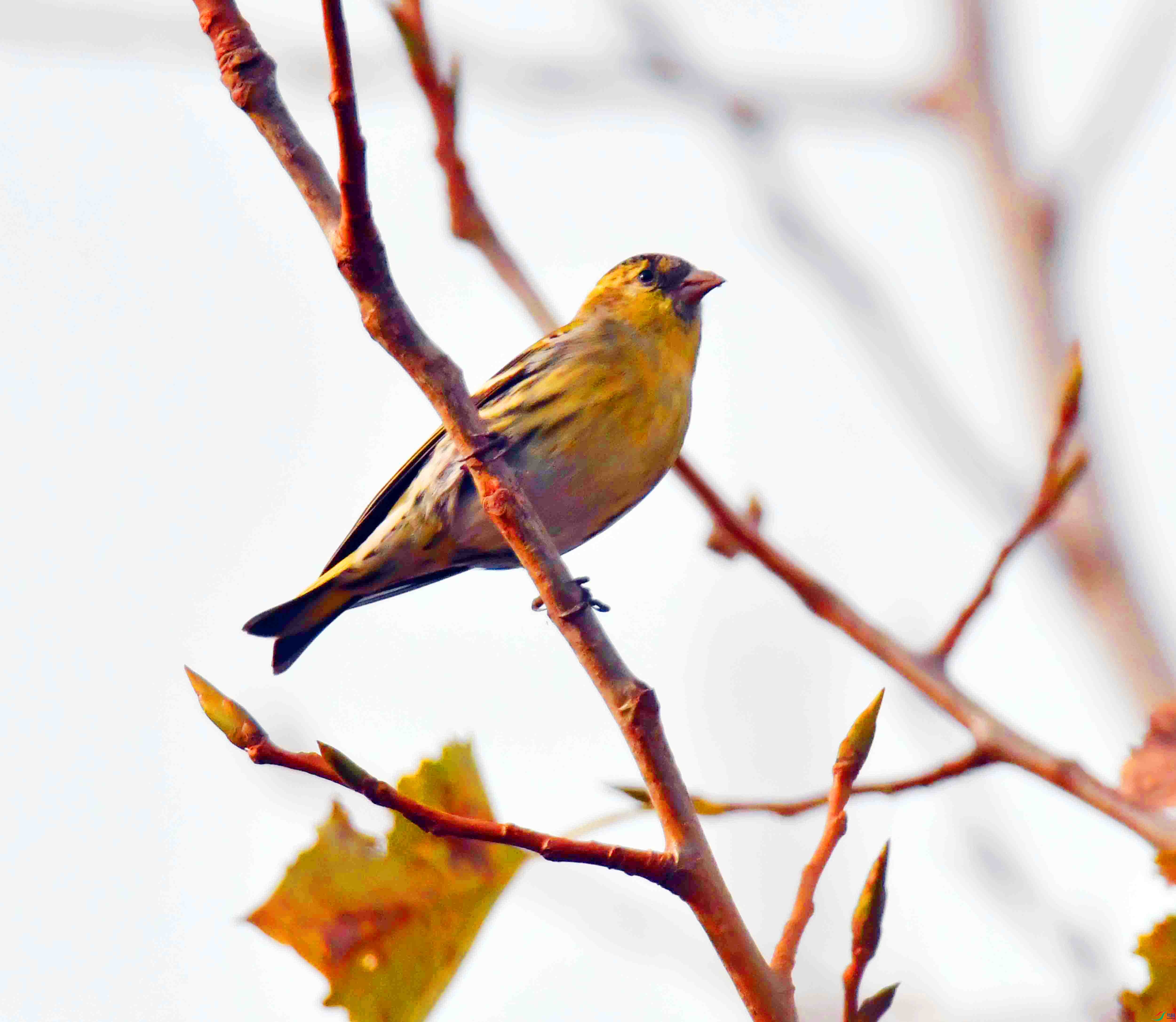 DSC_7399.JPG