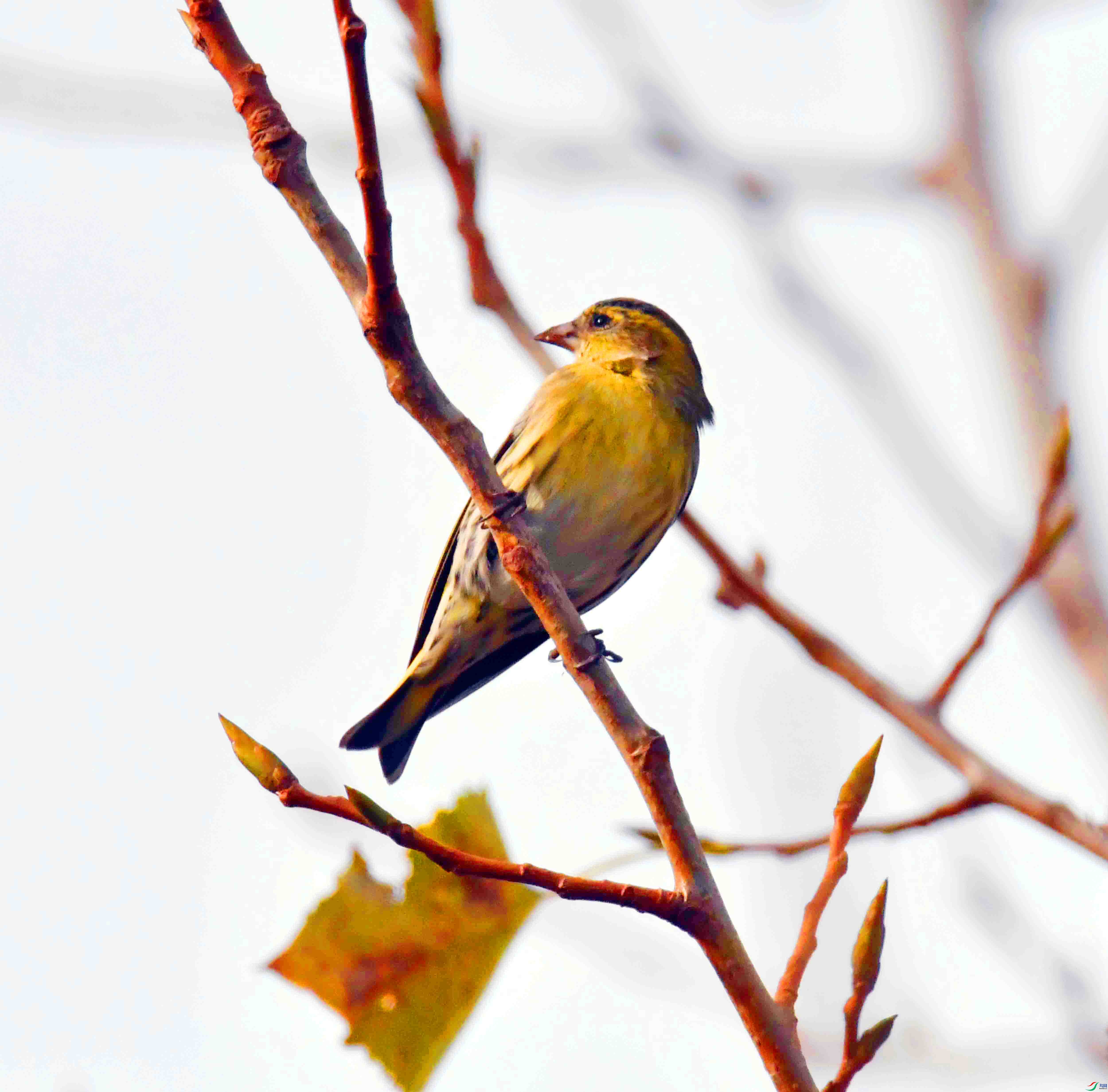 DSC_7403.JPG