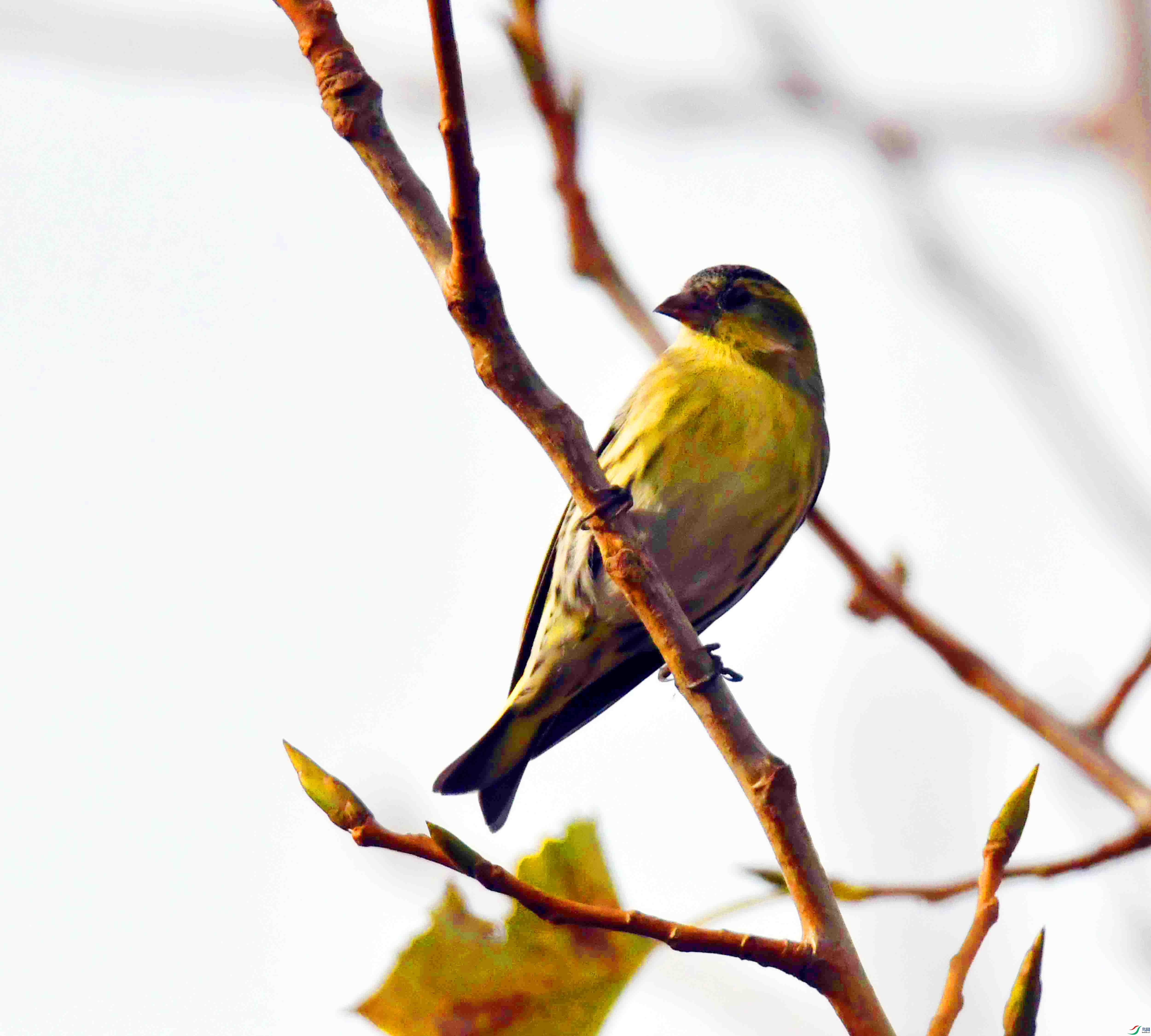 DSC_7404.JPG