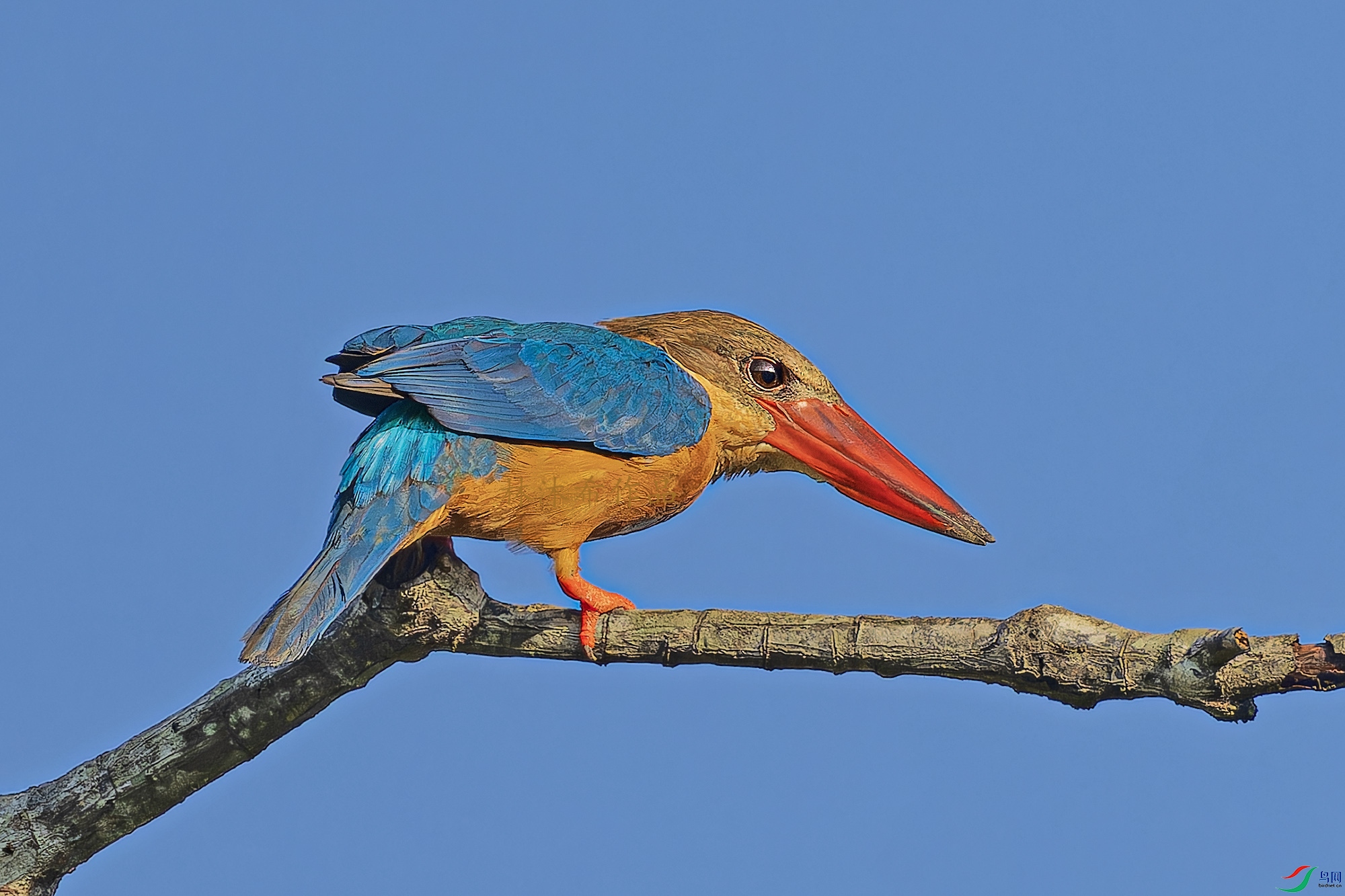 _97A1185-CR3 copy.jpg