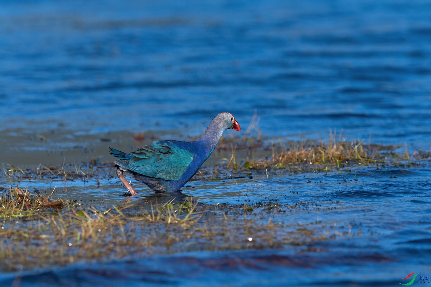 DSC_8800_DxOa.jpg