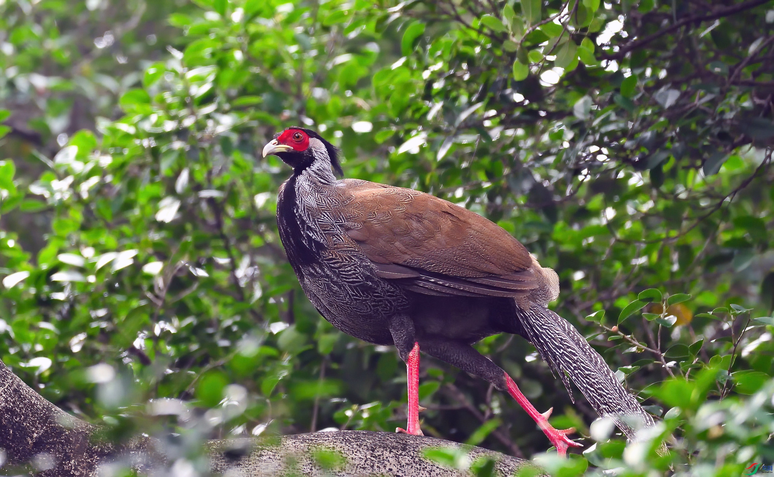 DSC_8538zp.jpg