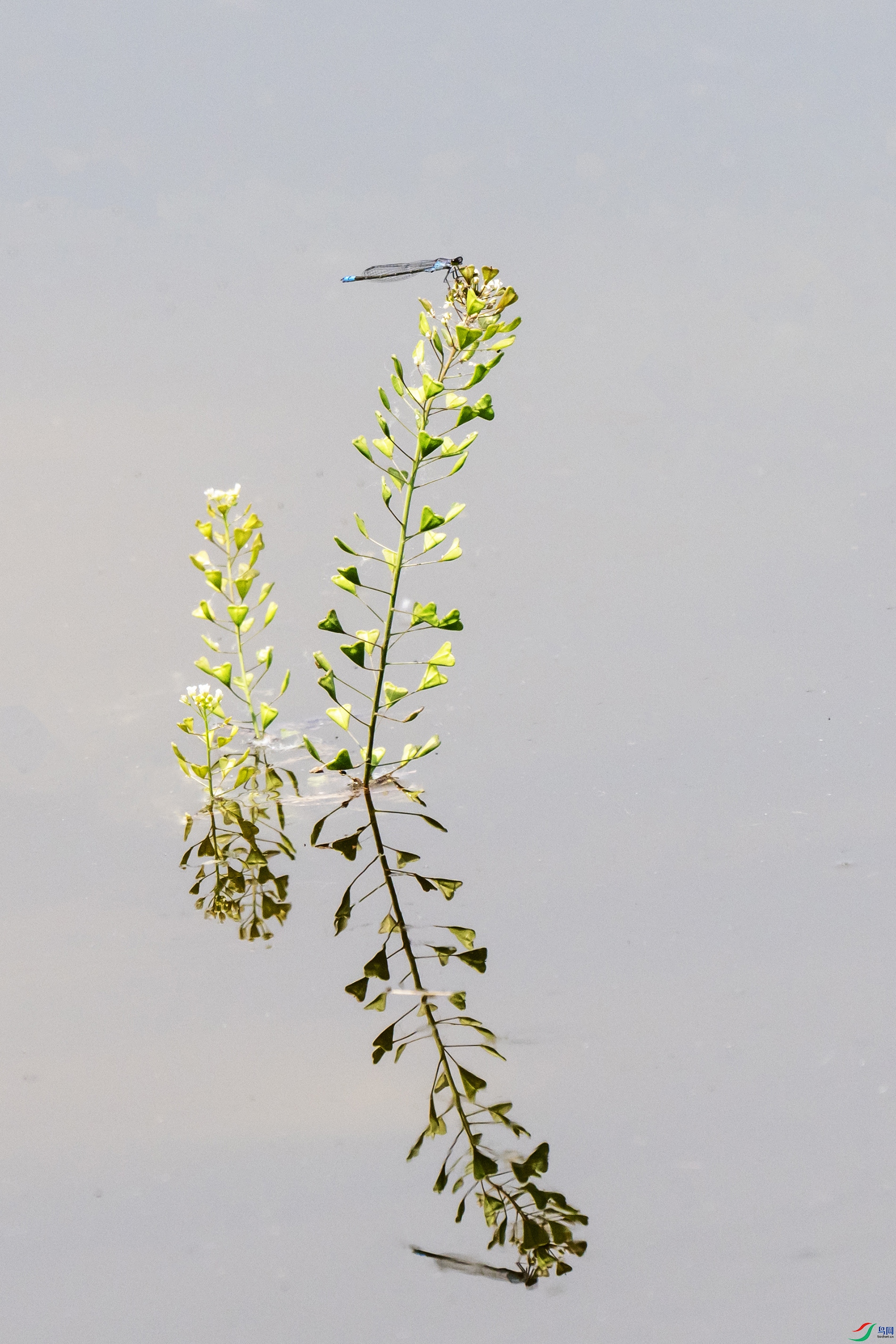 DSC_1173 ����.jpg