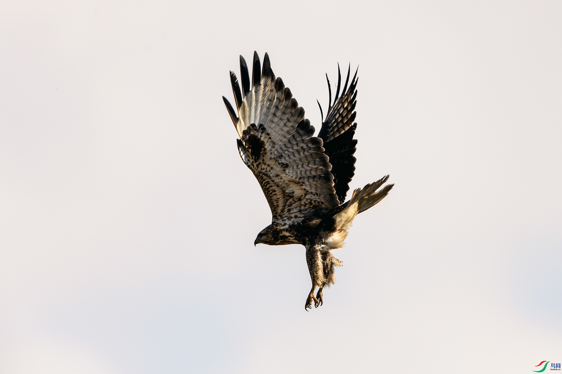 ��_AUU2817��ϲɽ��