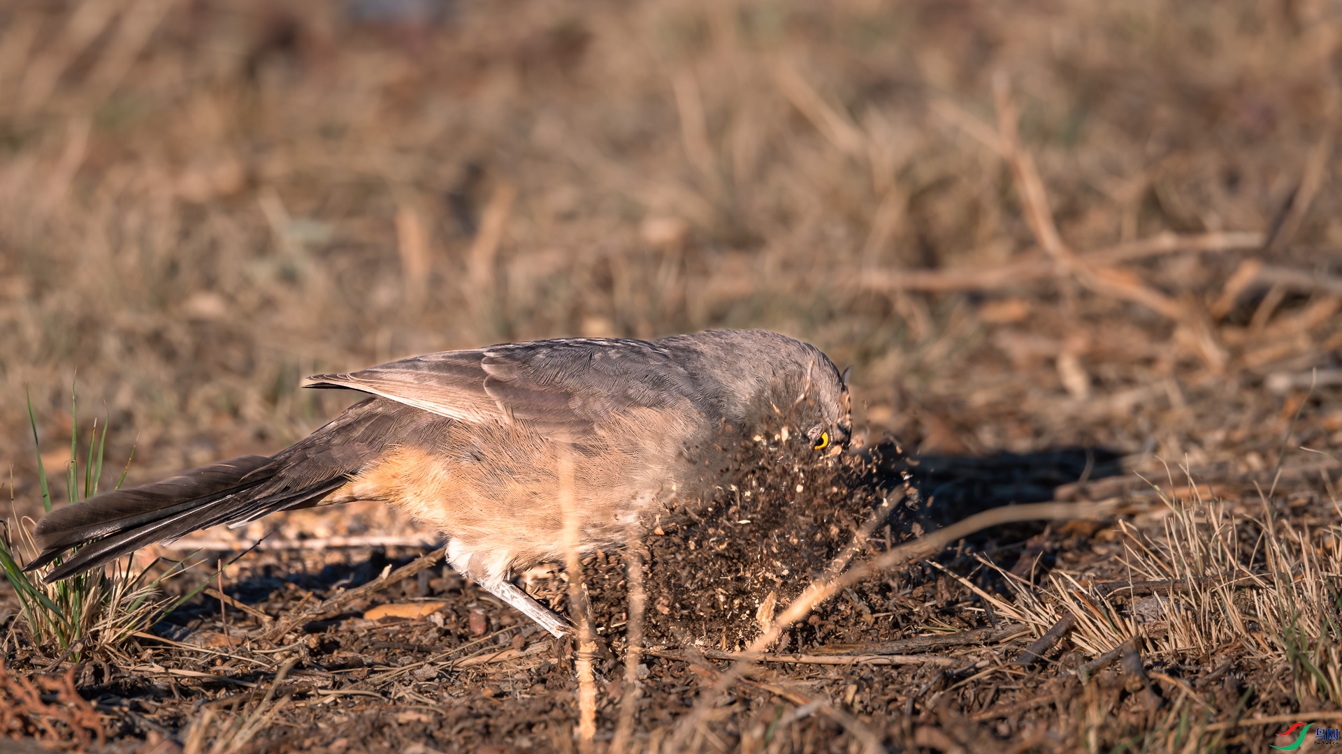 DSC_3812-����ǿ-NR_1.jpg