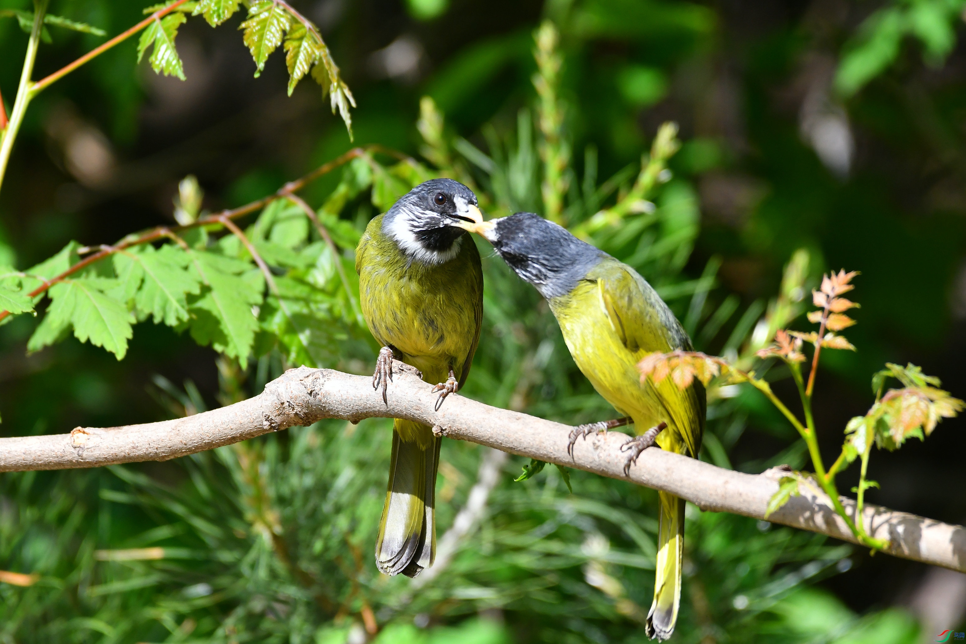 DSC_1171.JPG
