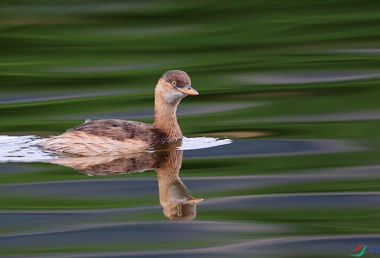 ���� IMGL1981.JPG