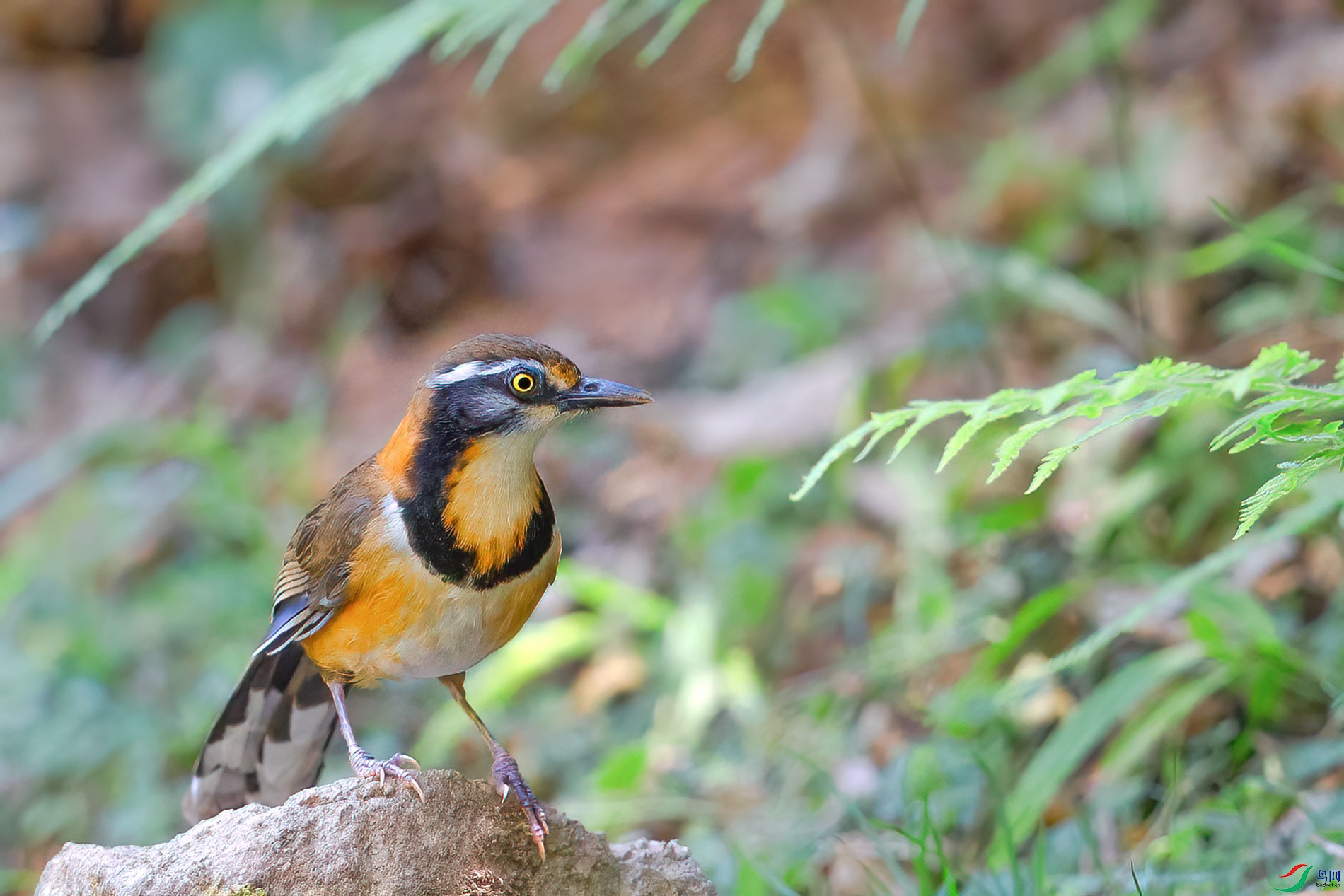 a_75245-1.jpg