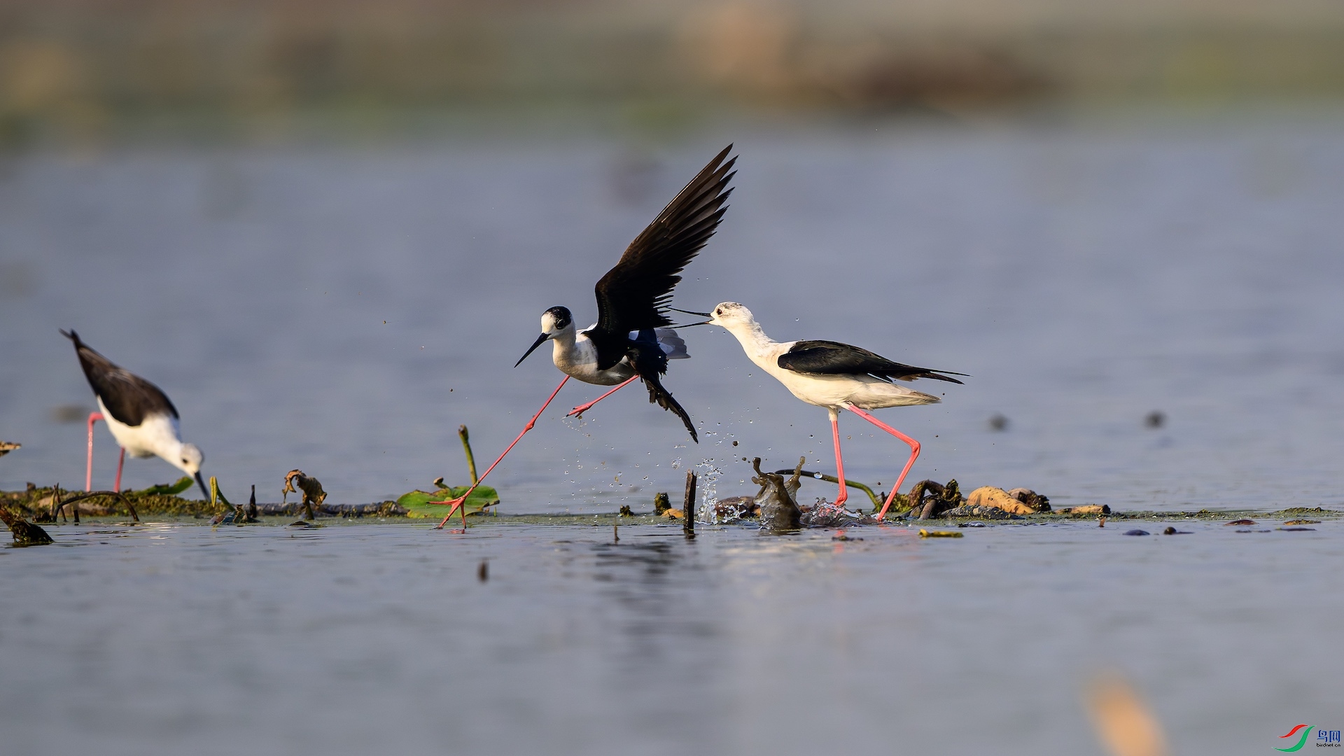 2_XXL8424-����ǿ-NR ����.jpeg