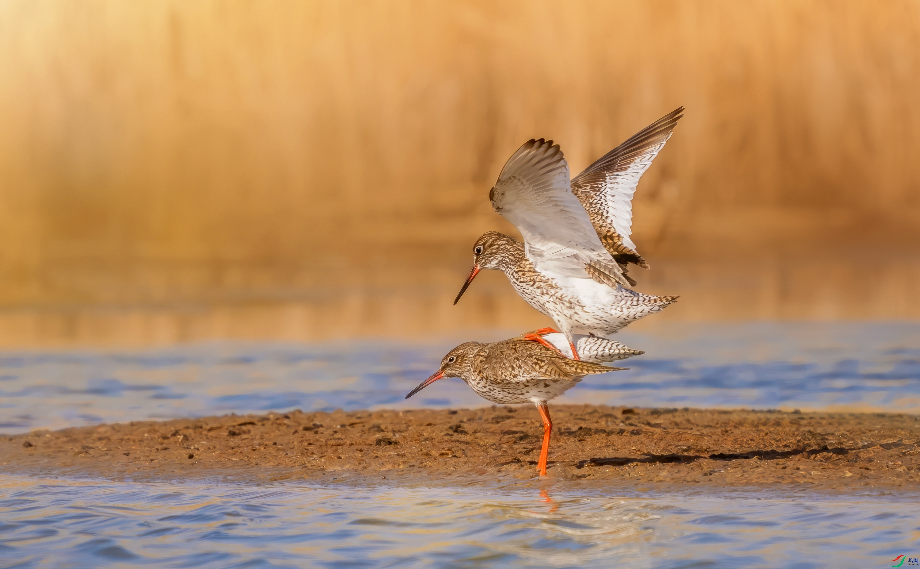 DSC00377 ����.jpg