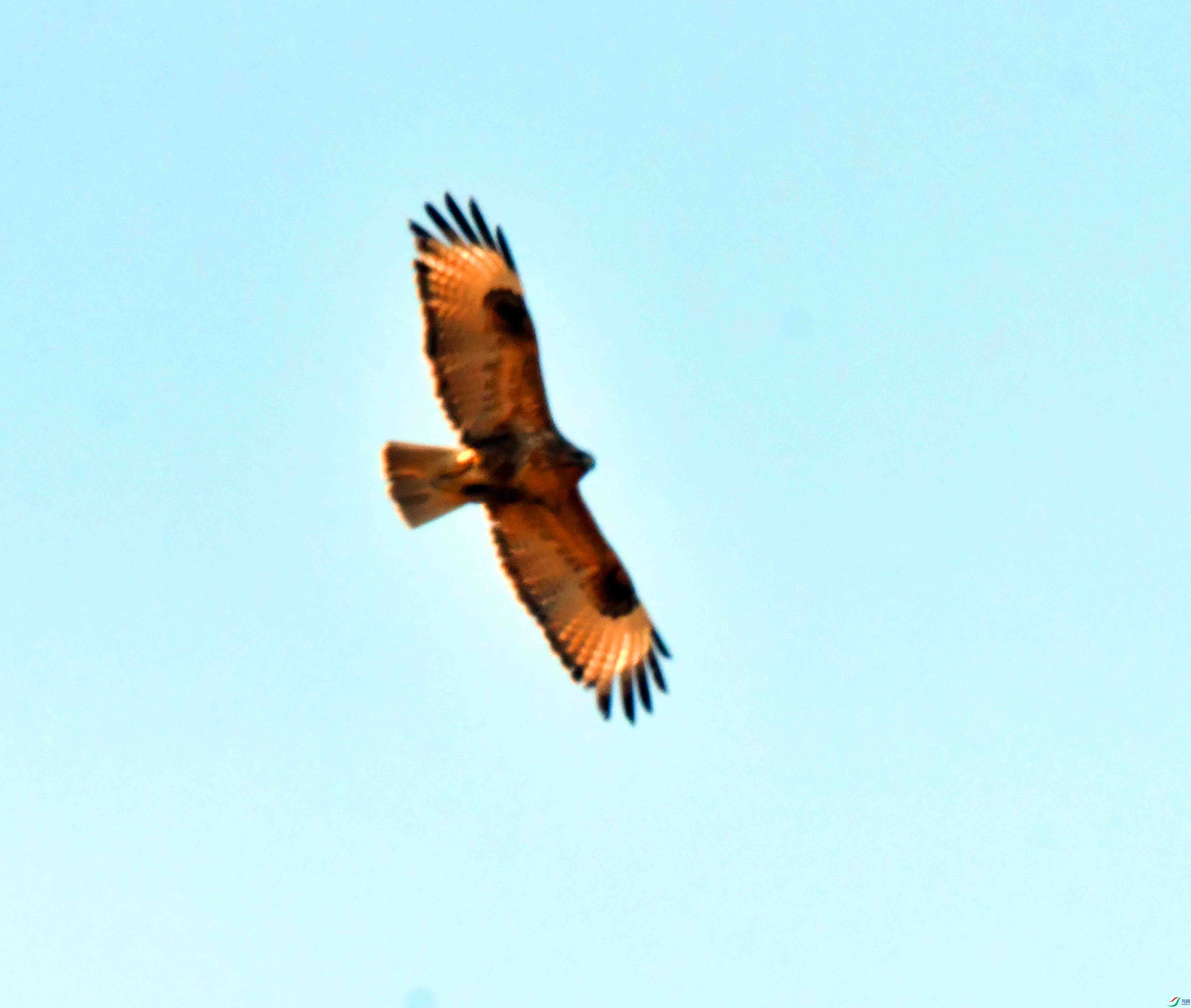 DSC_1237.JPG