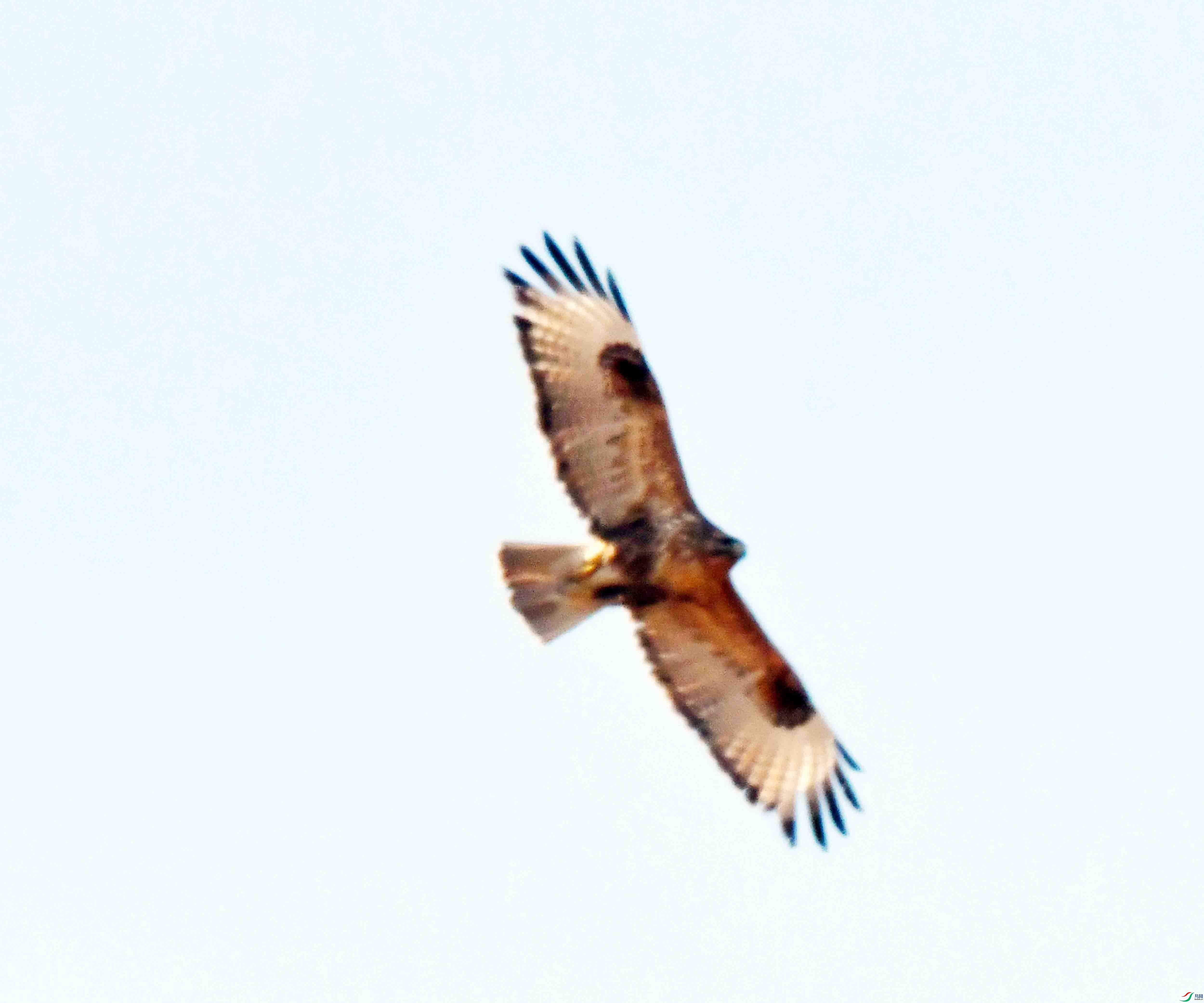 DSC_1236.JPG