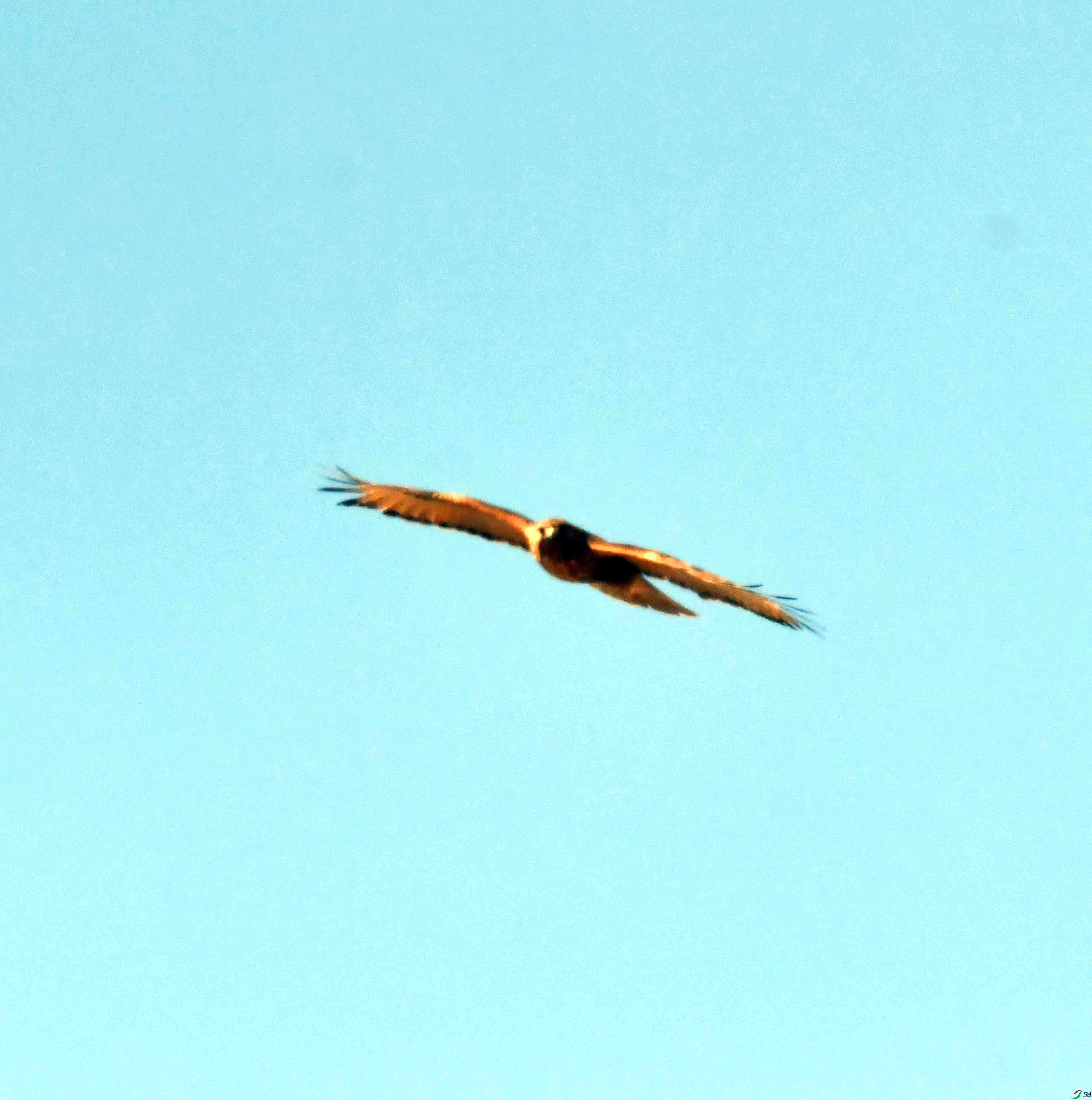 DSC_1250.JPG