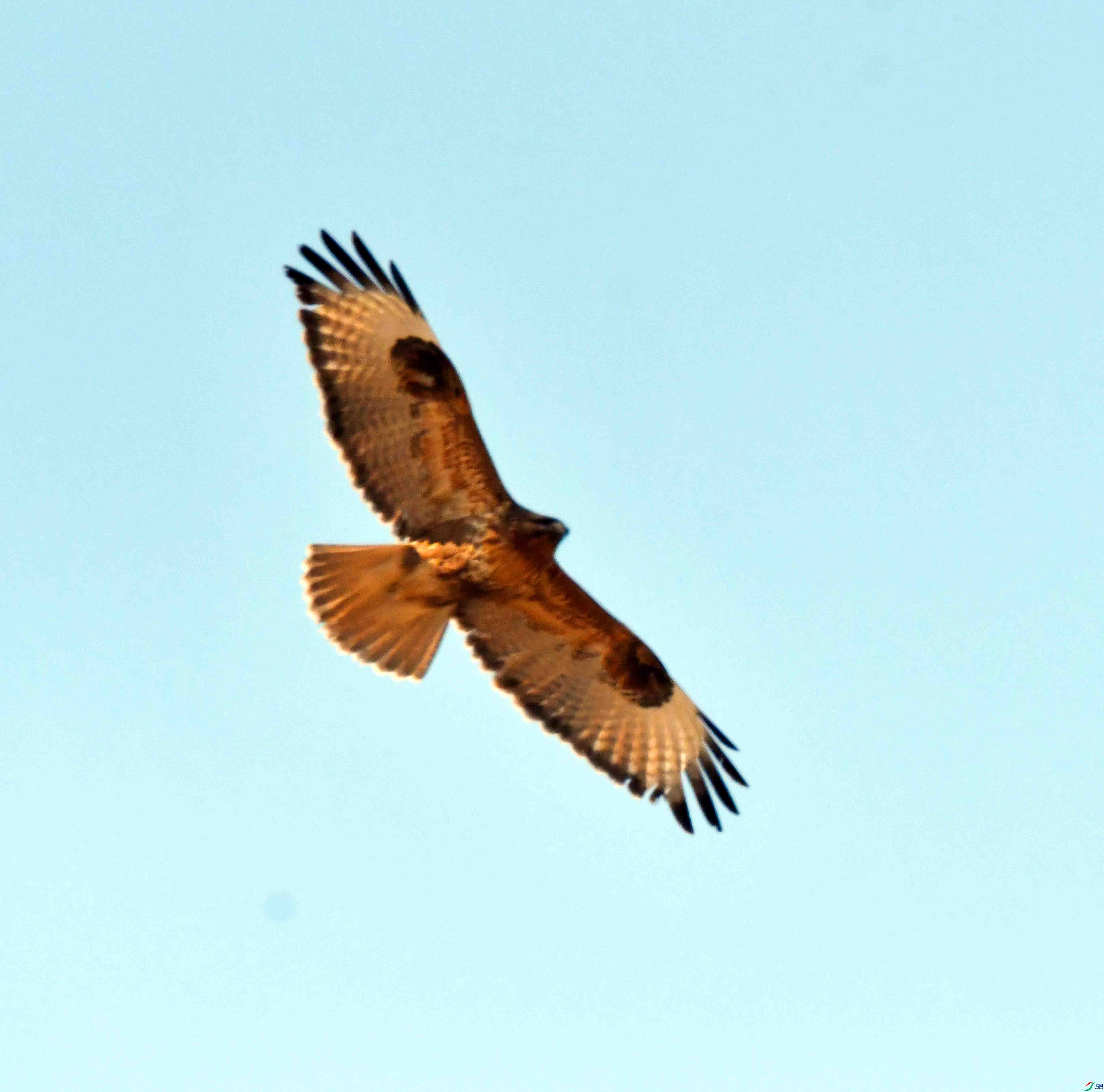 DSC_3161.JPG